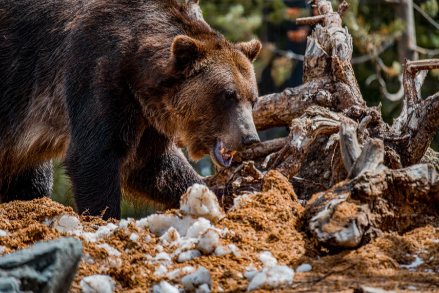 West Yellowstone Grizzley by Paul Kestel