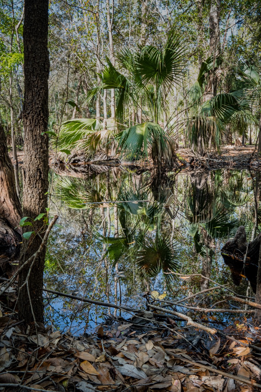 Reflections by Paul Kestel
