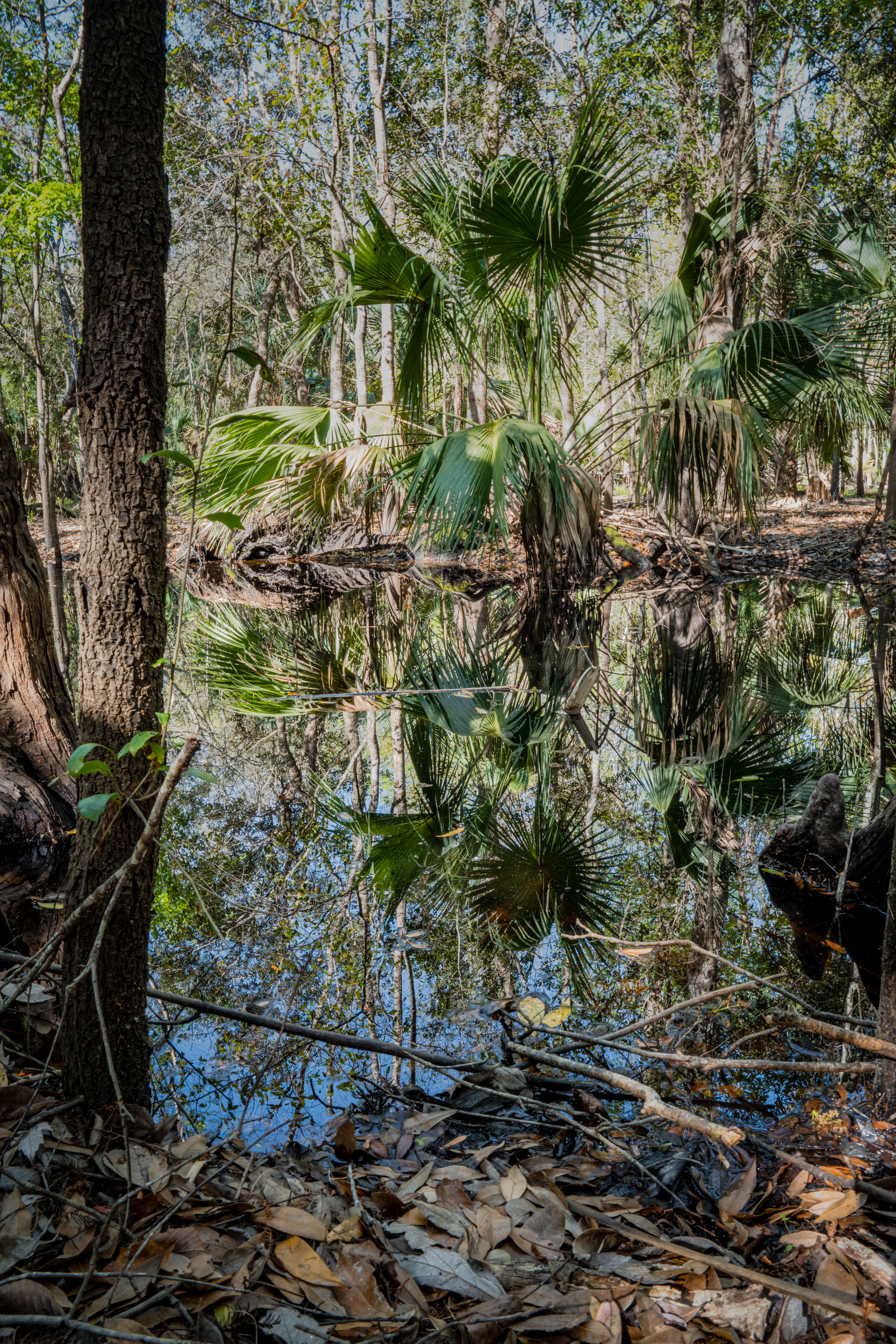 Reflections by Paul Kestel