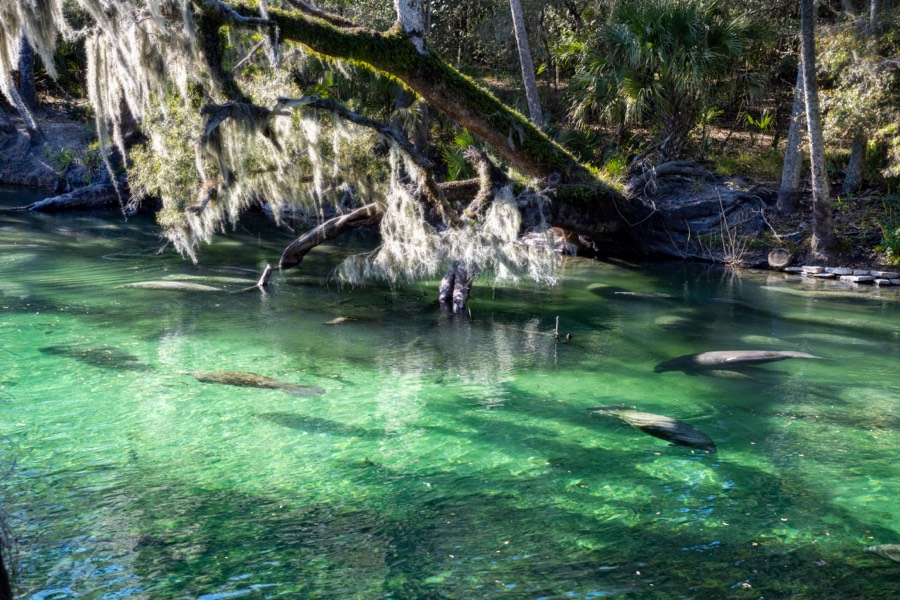 Blue Spring State Park Manatees by Paul Kestel