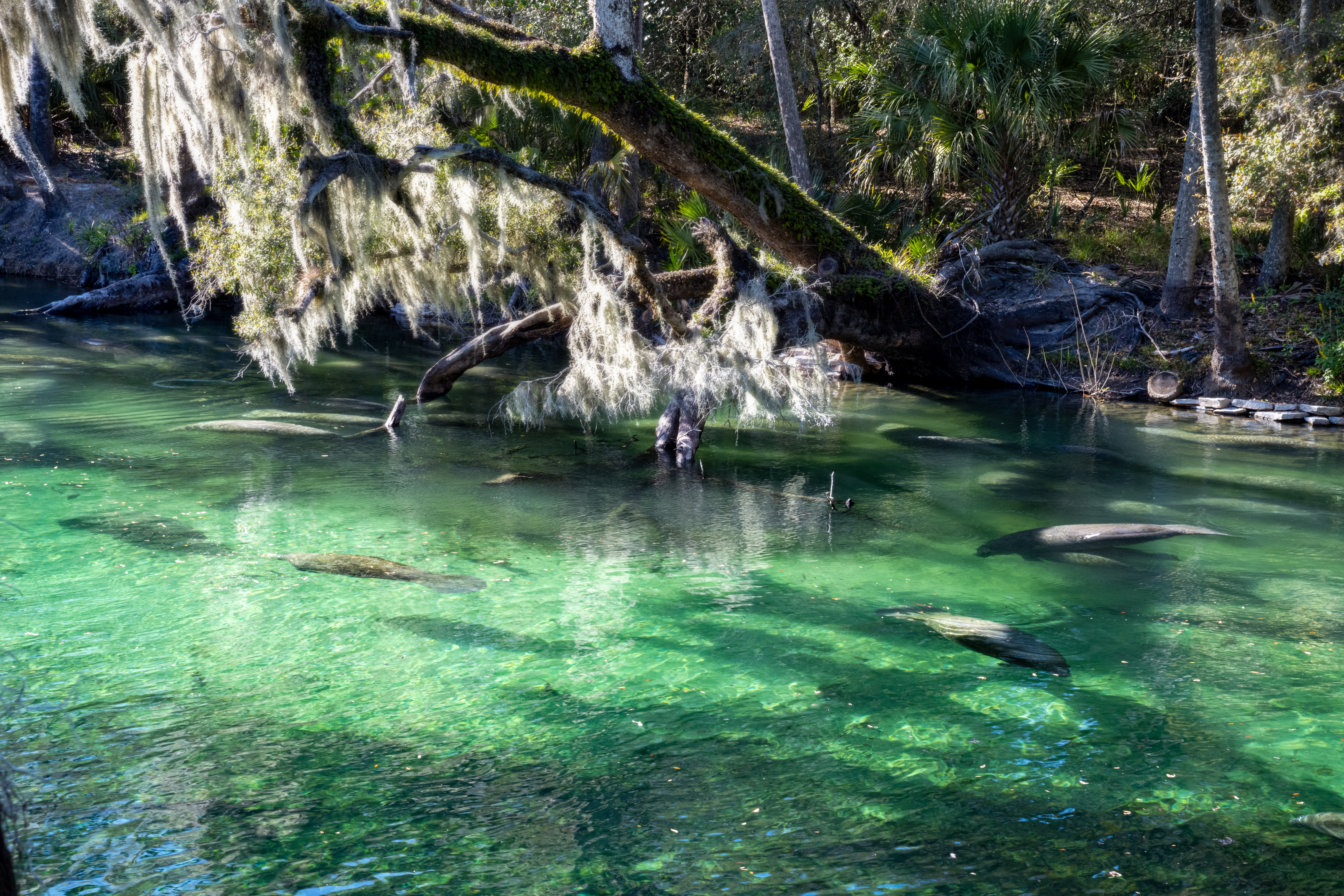 Blue Spring State Park Manatees by Paul Kestel