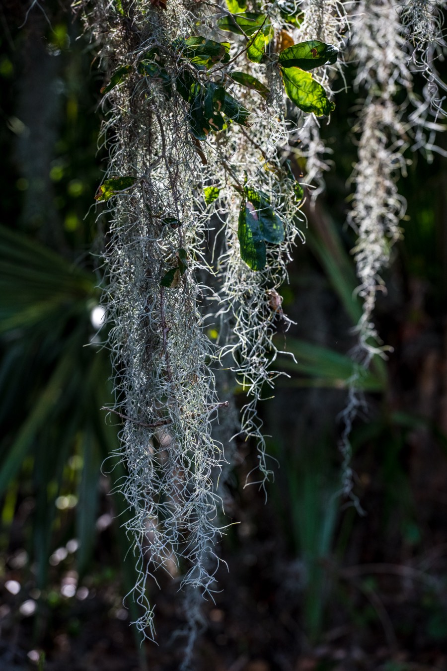 Sunlight on Spanish Moss by Paul Kestel