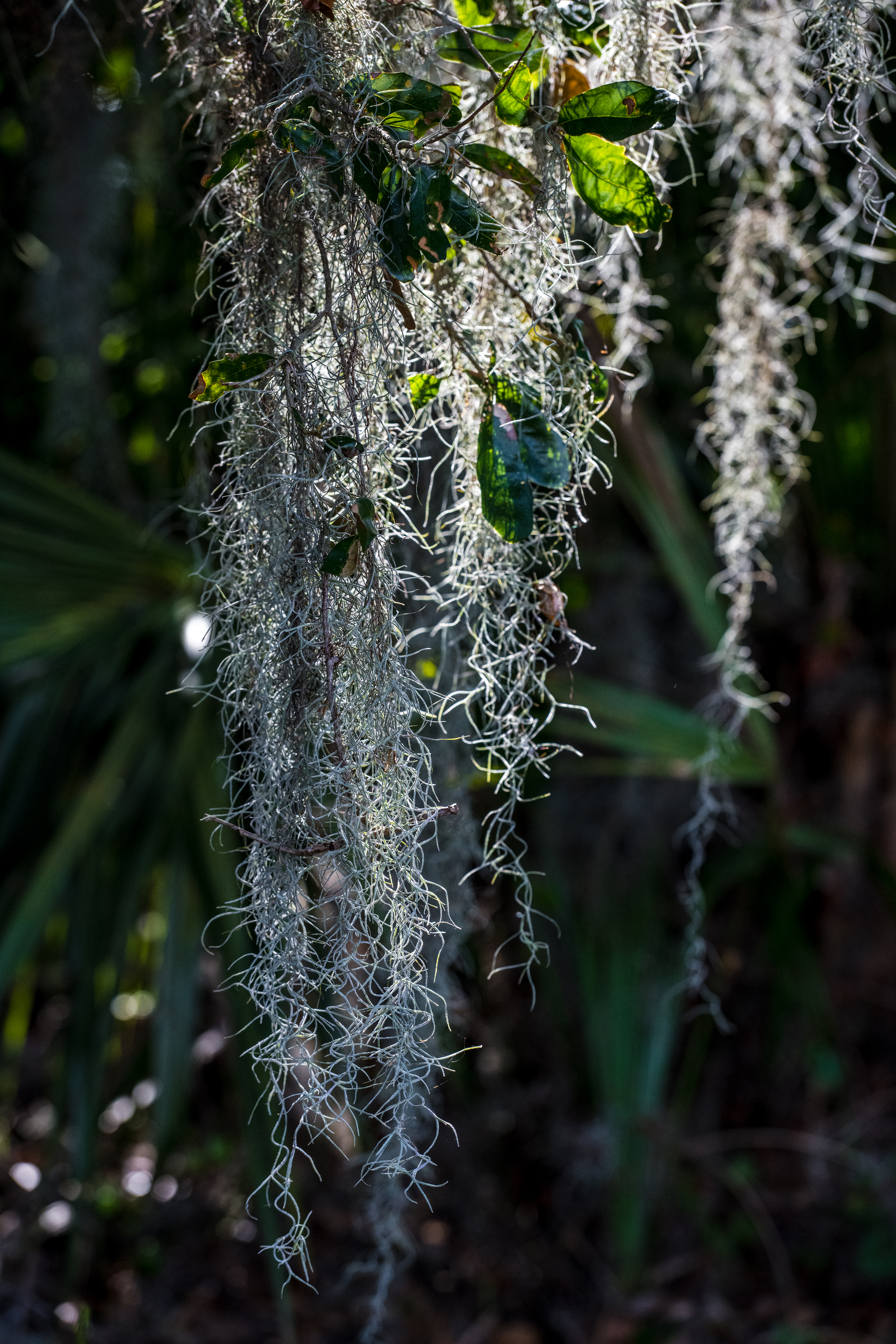 Sunlight on Spanish Moss by Paul Kestel