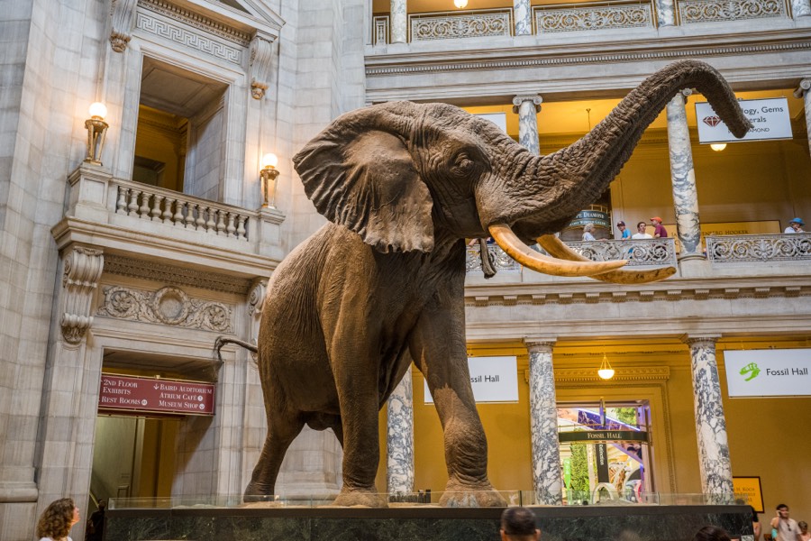 Smithsonian by Paul Kestel