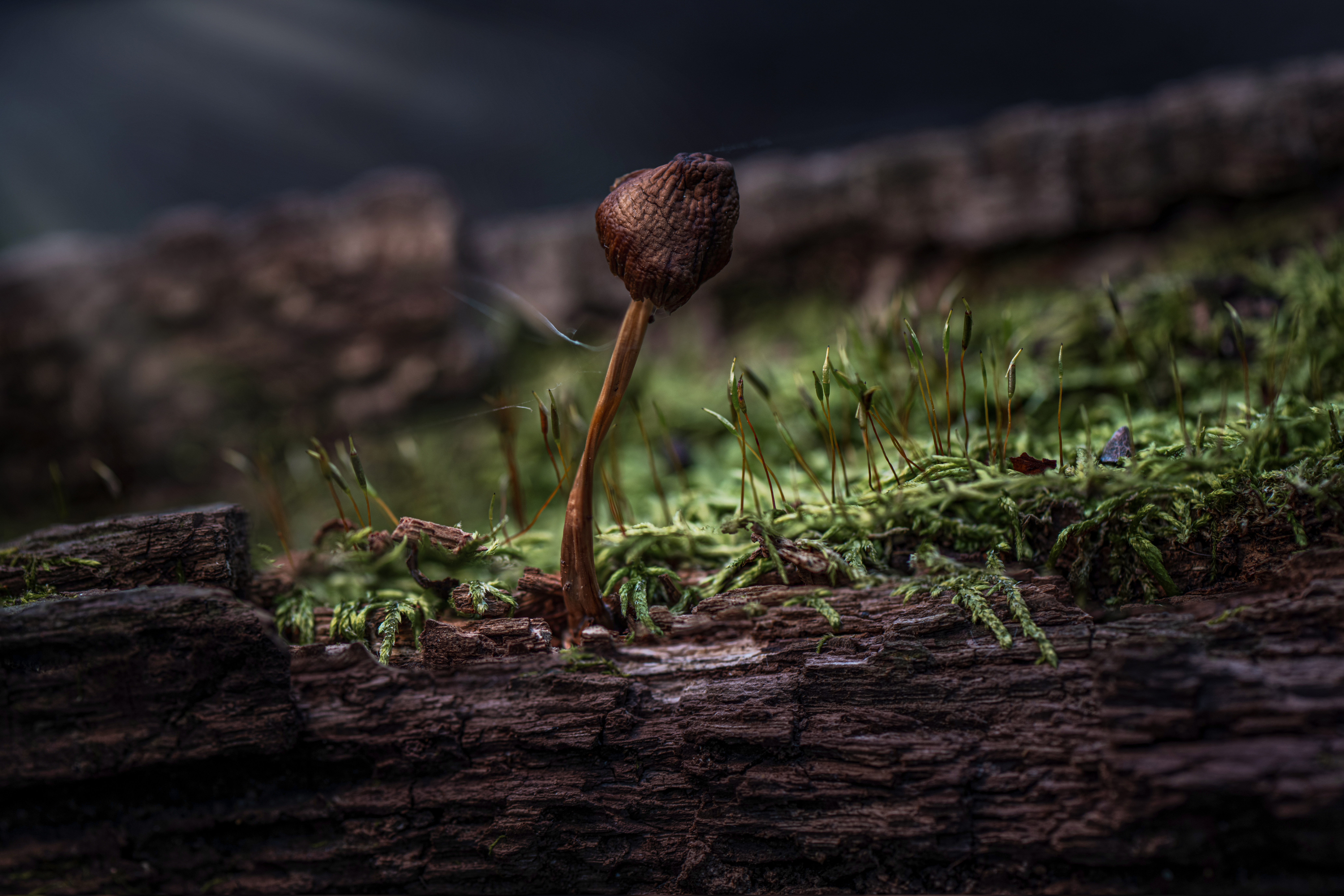 Tiny Shrum by Paul Kestel