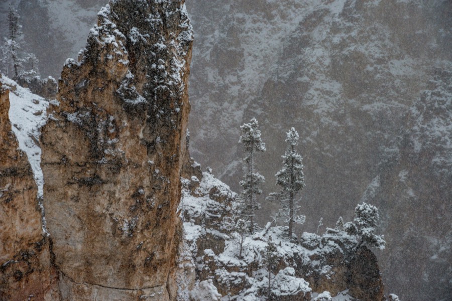 Grand View Cliffs with Pines Yellowstone National Park by Paul Kestel