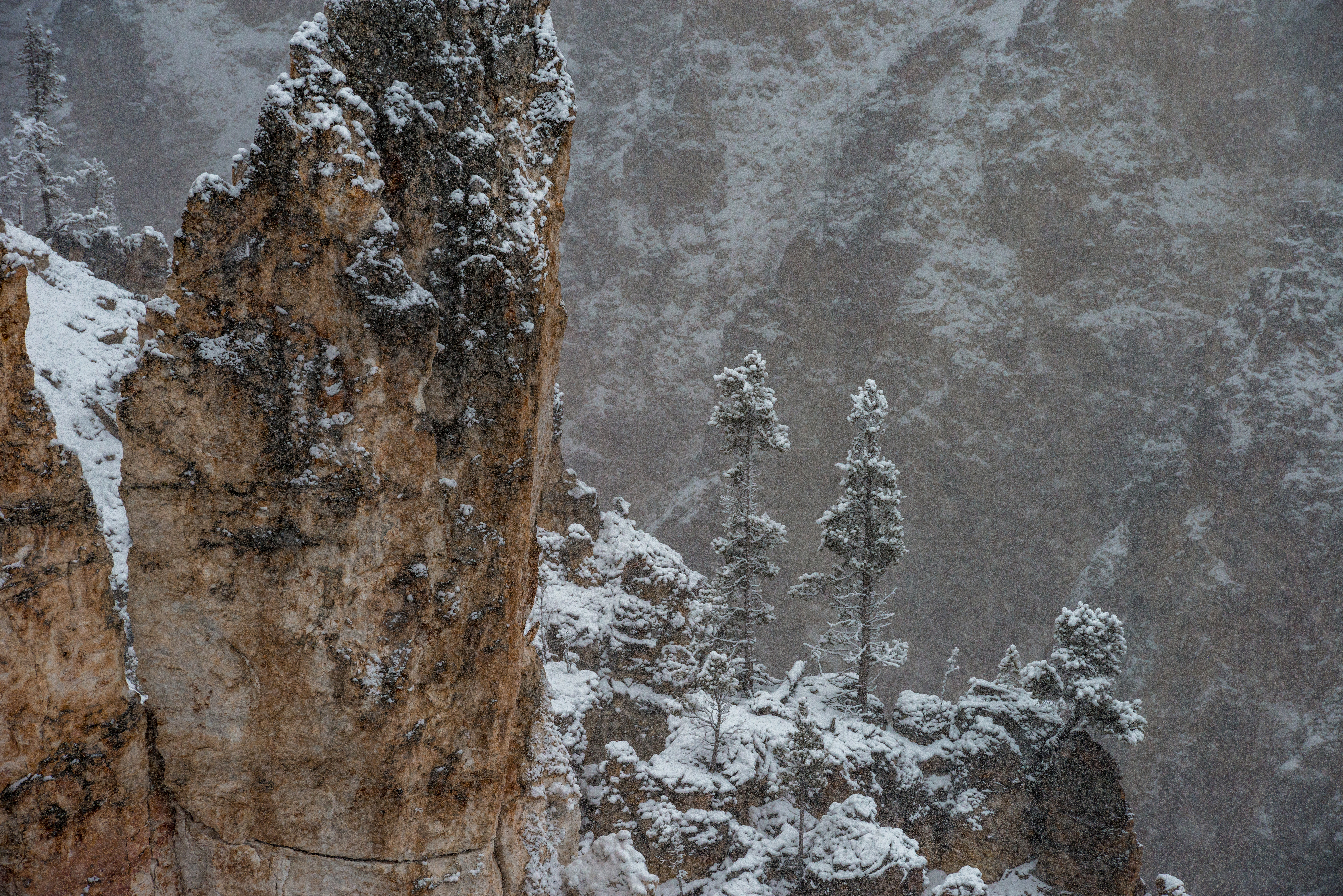 Grand View Cliffs with Pines Yellowstone National Park by Paul Kestel