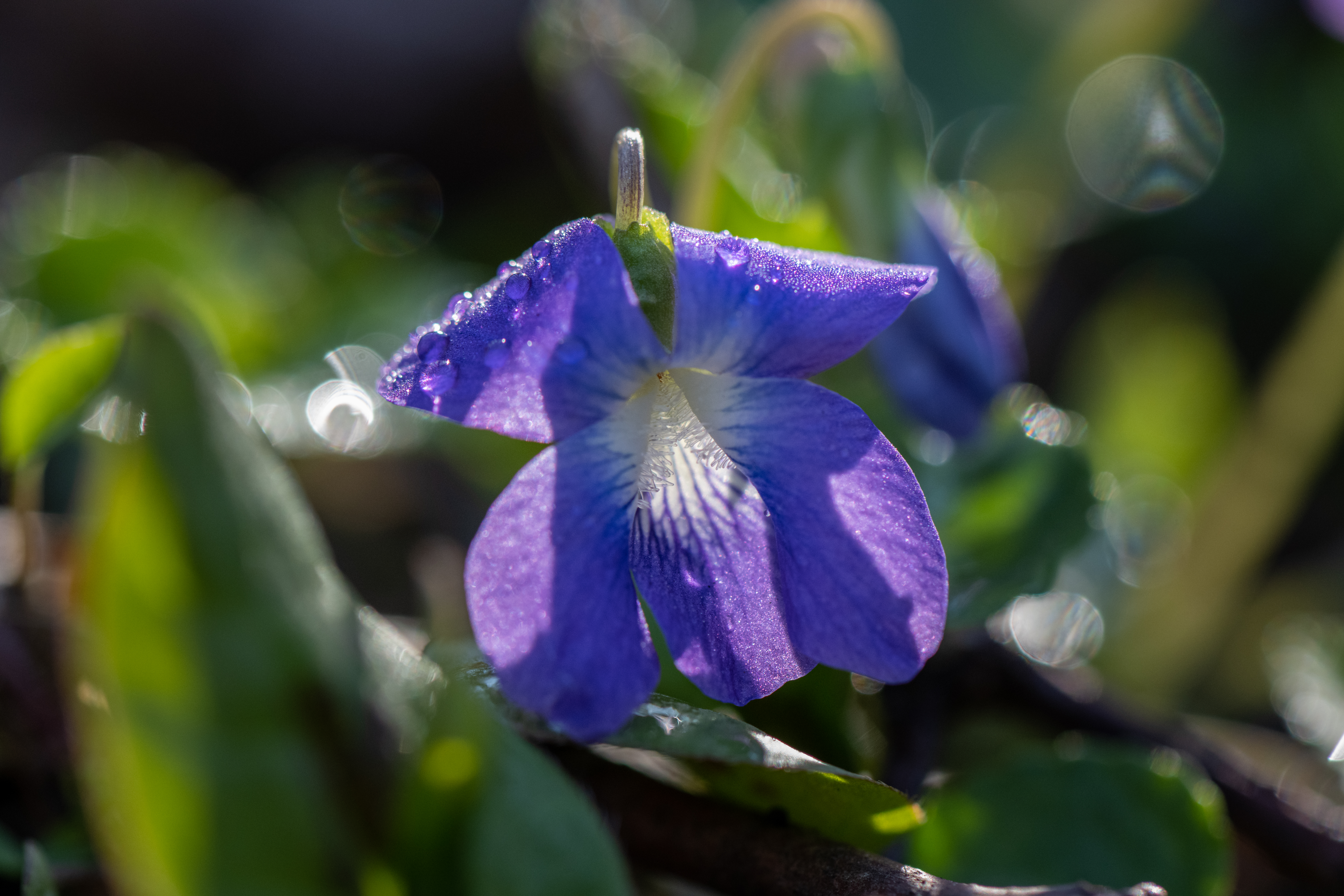 Sweet Violet by Paul Kestel