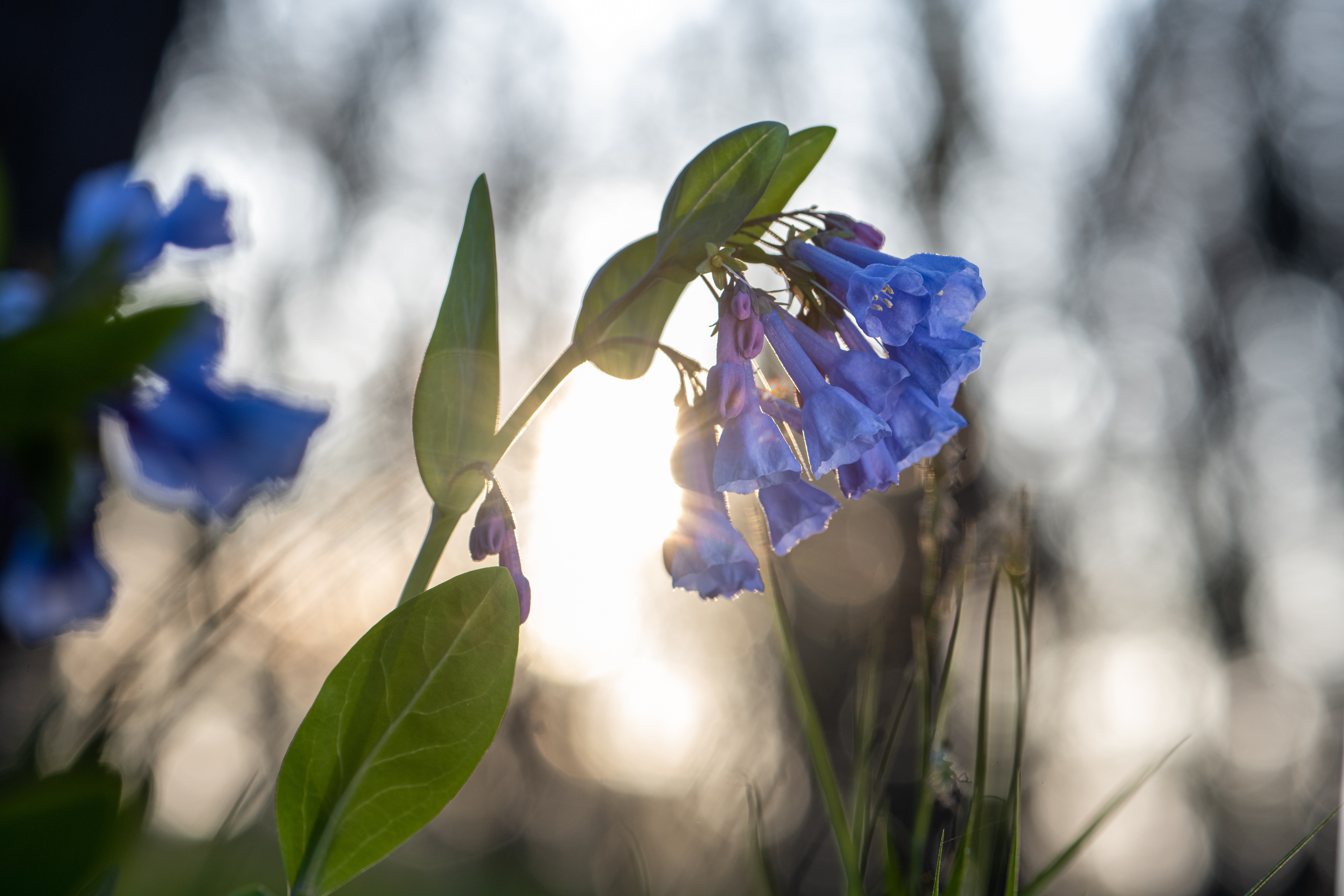 Sun Kissed Bluebells by Paul Kestel