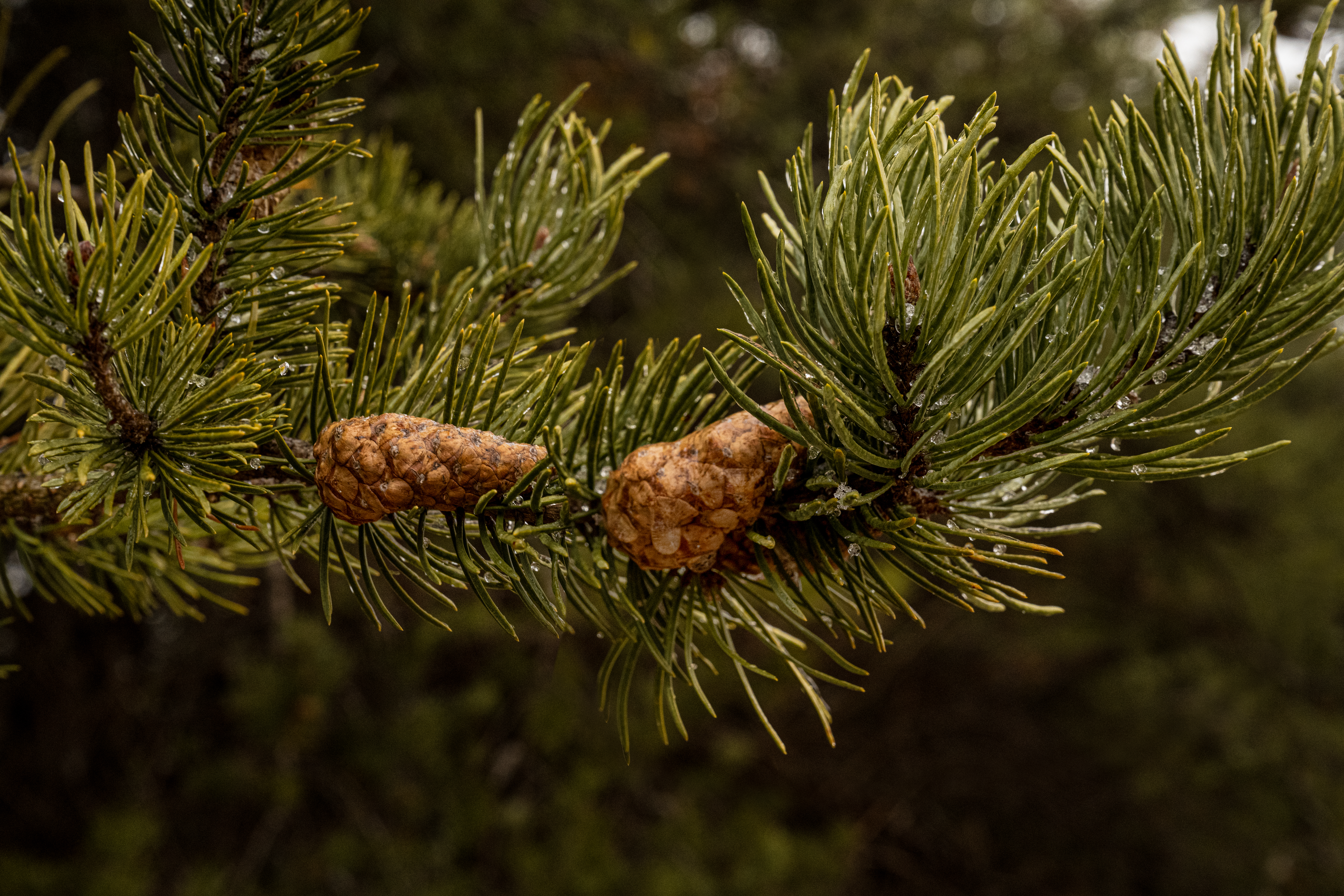 Ice Covered Pinecones by Paul Kestel