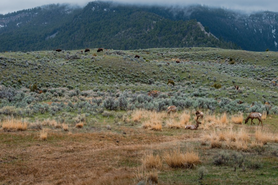 Elk & Bison in Yellowstone National Park by Paul Kestel