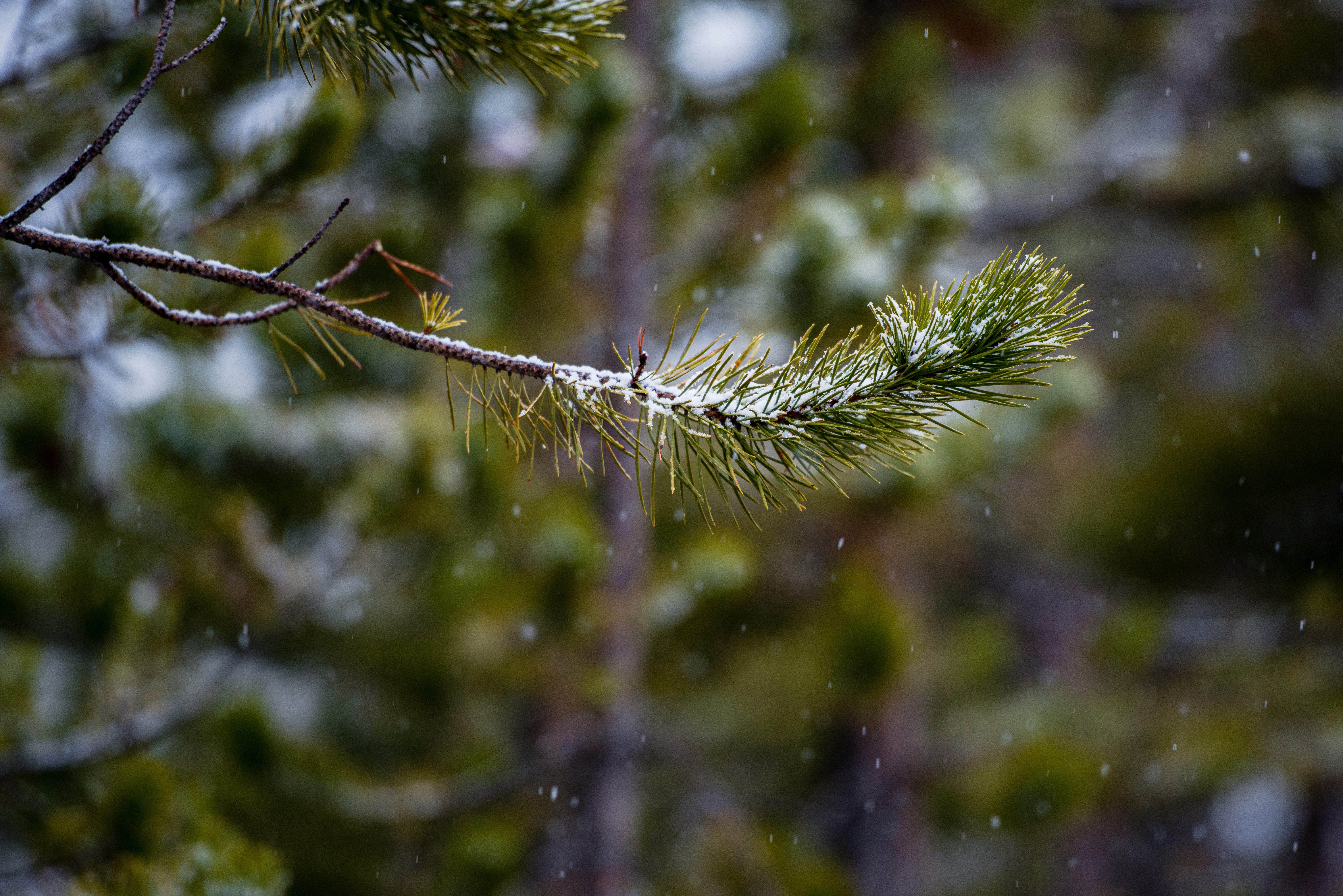 Whispers of Winter by Paul Kestel