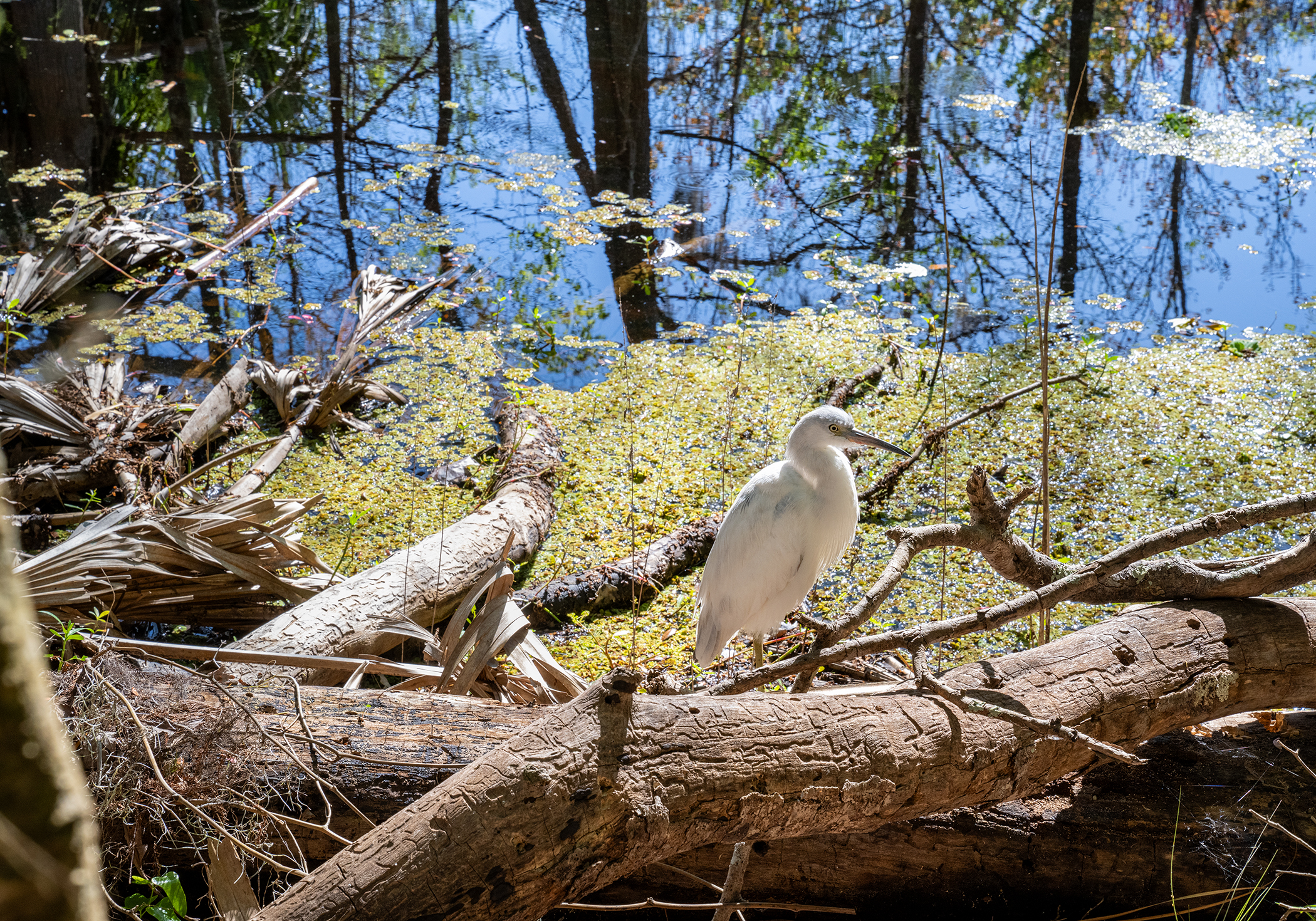 Black Bear Wilderness Area Egret by Paul Kestel