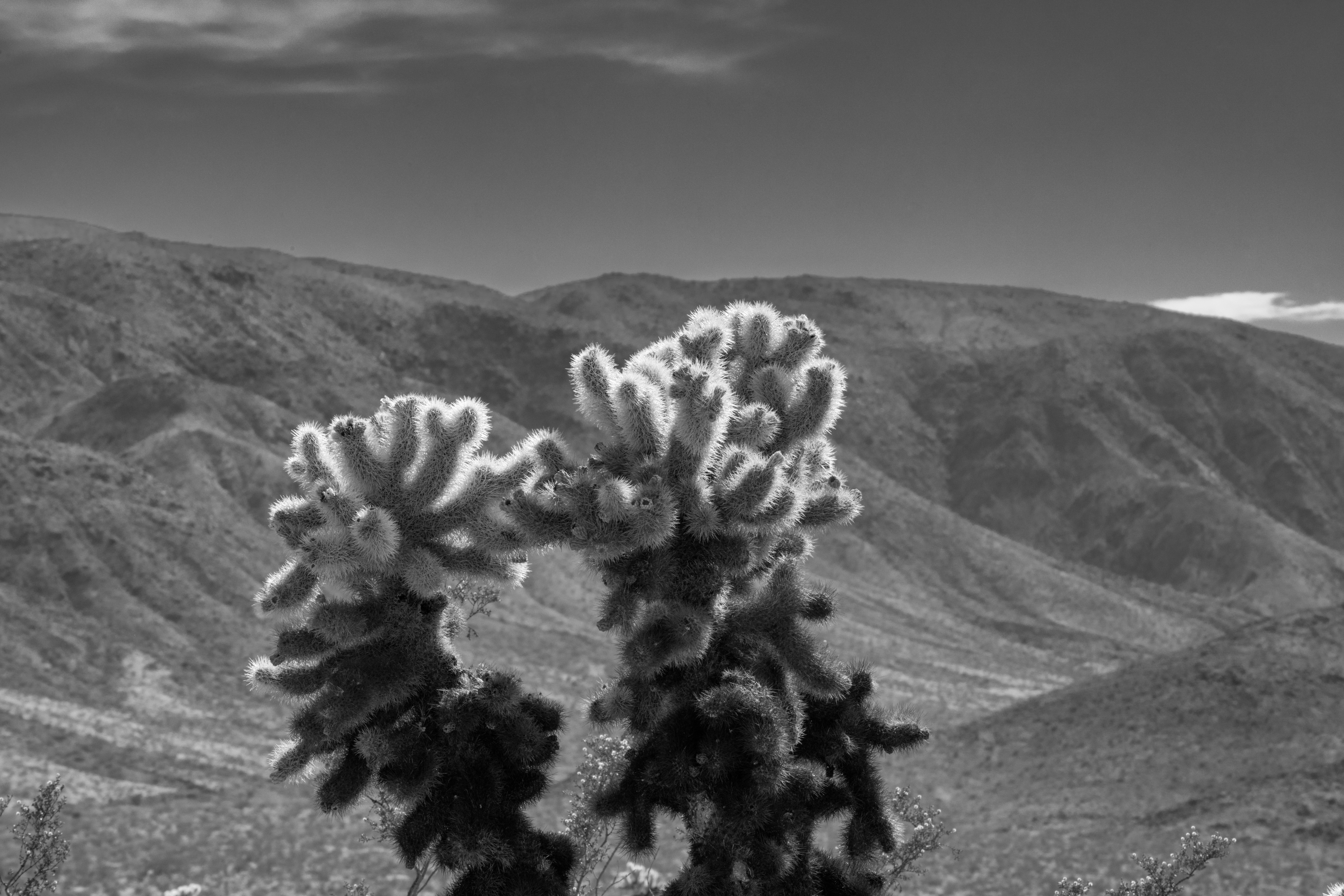 Glowing Cholla by Paul Kestel