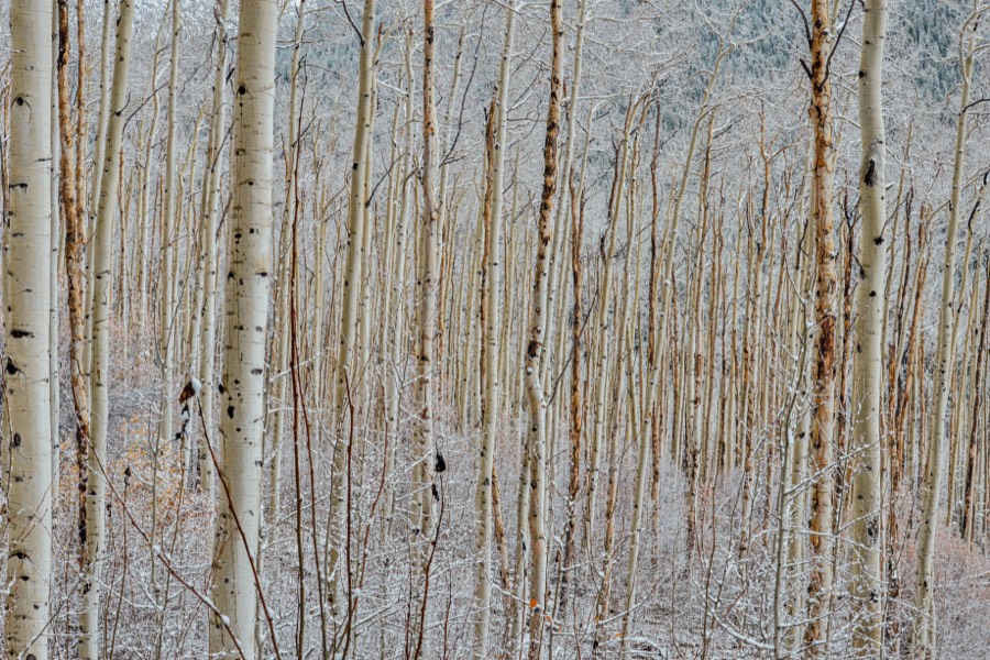 Aspen Trees in the Snow by Paul Kestel