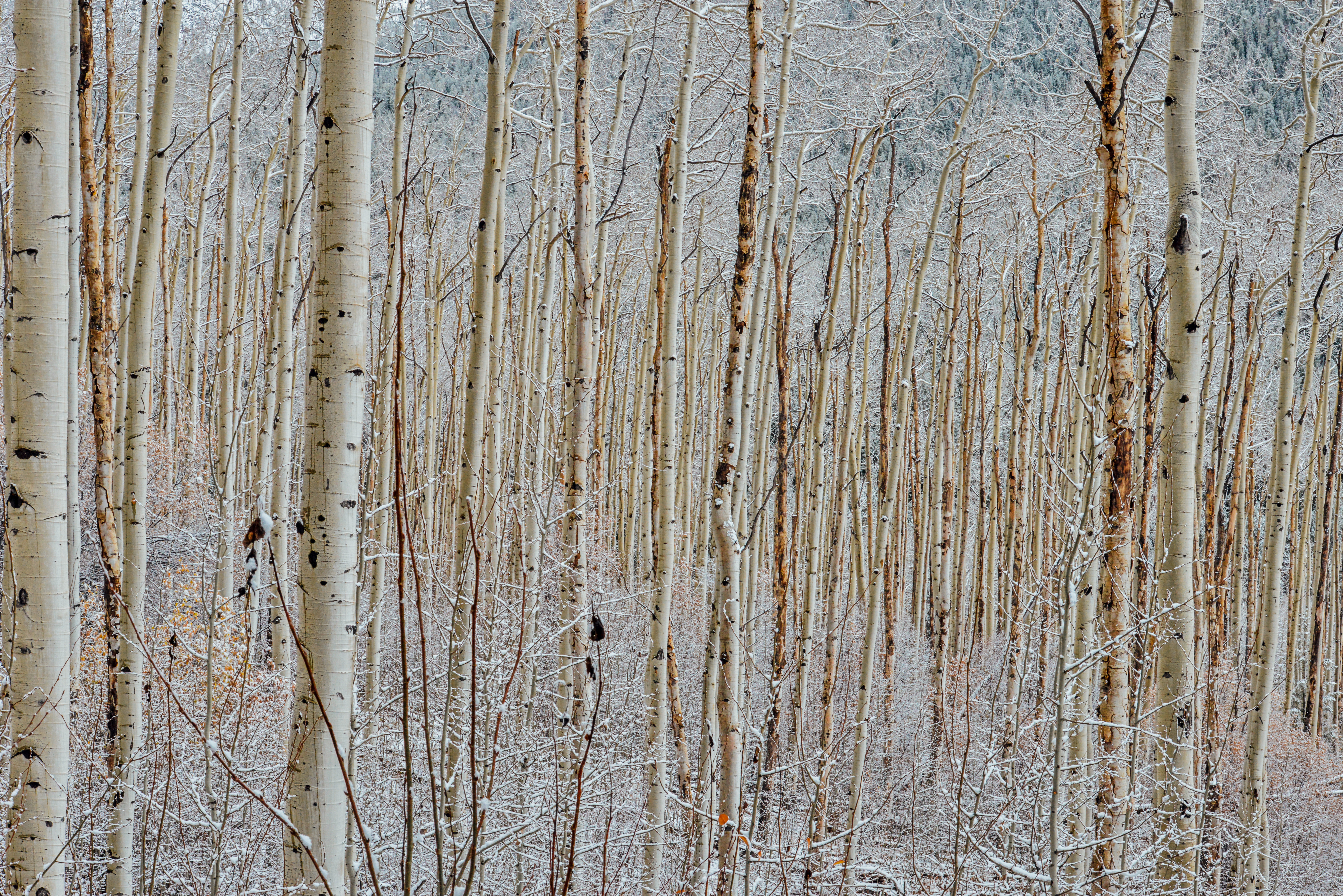 Aspen Trees in the Snow by Paul Kestel