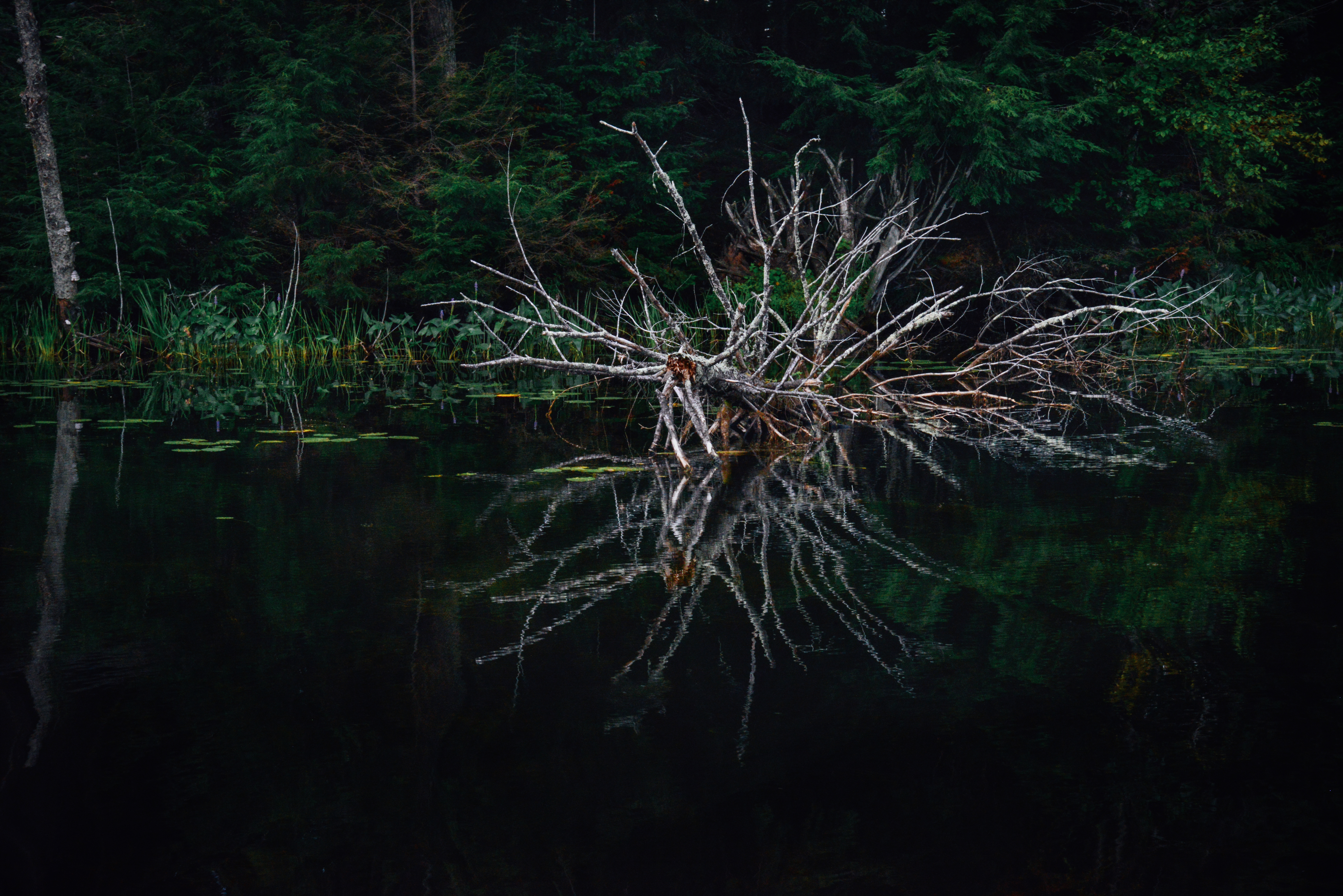Downed Pine by Paul Kestel