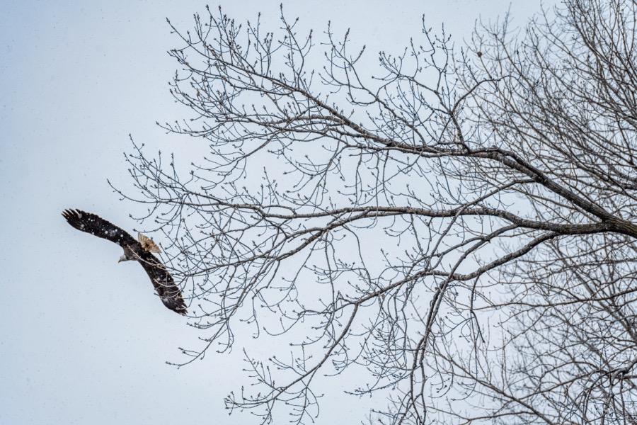 Eagle Over the Mississippi