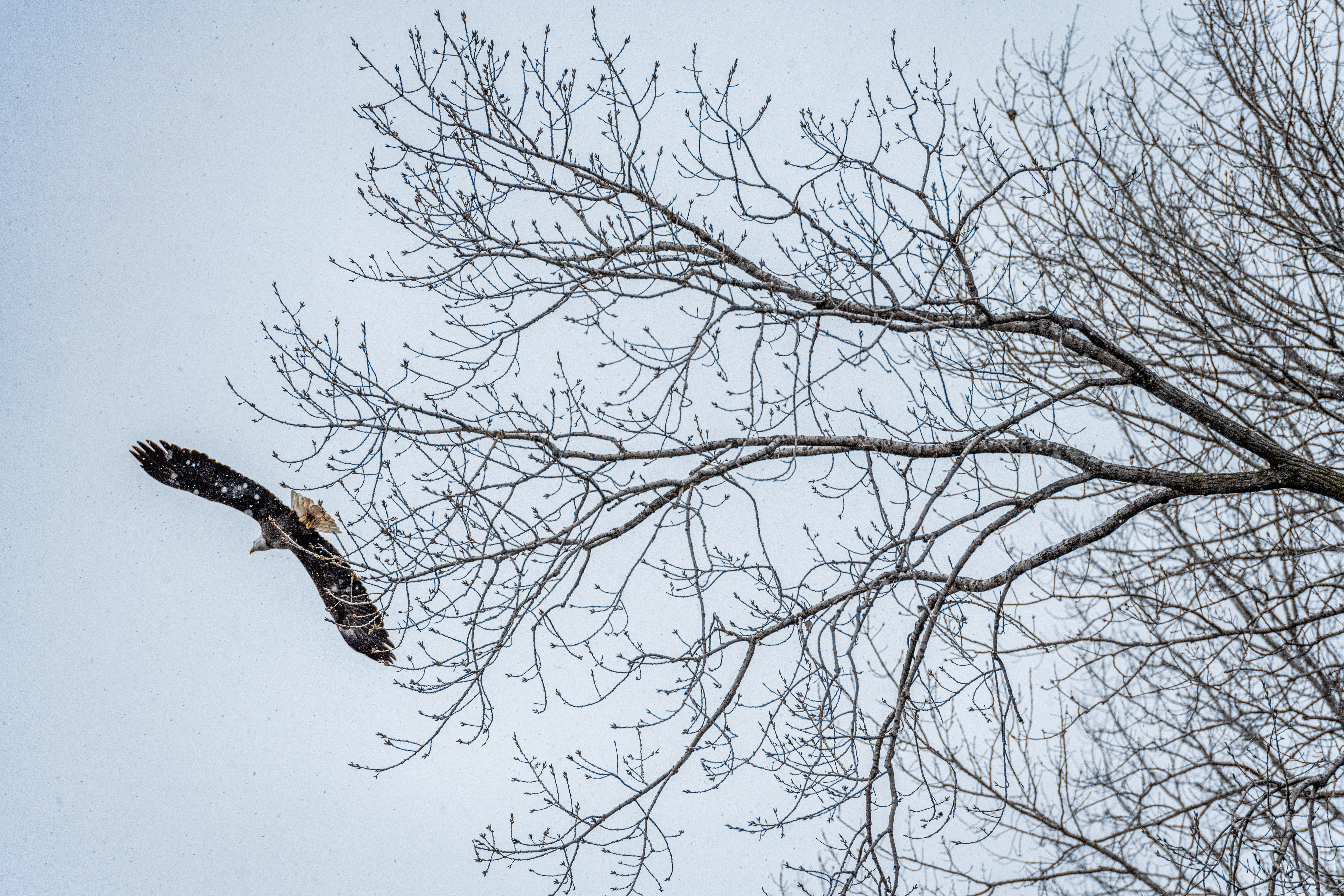 Eagle Over the Mississippi by Paul Kestel