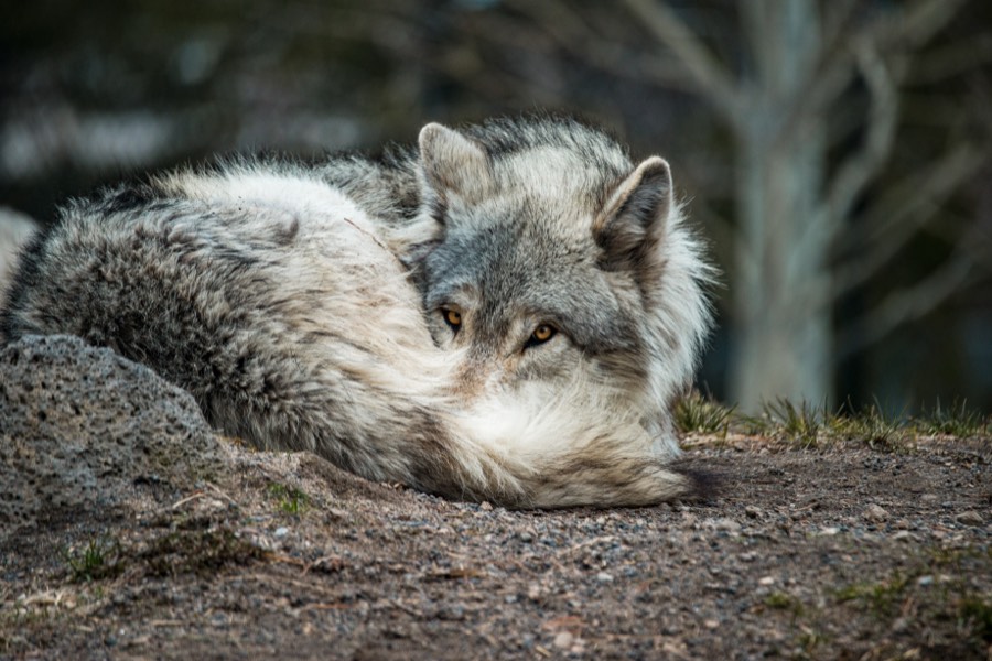 West Yellowstone Wolf by Paul Kestel