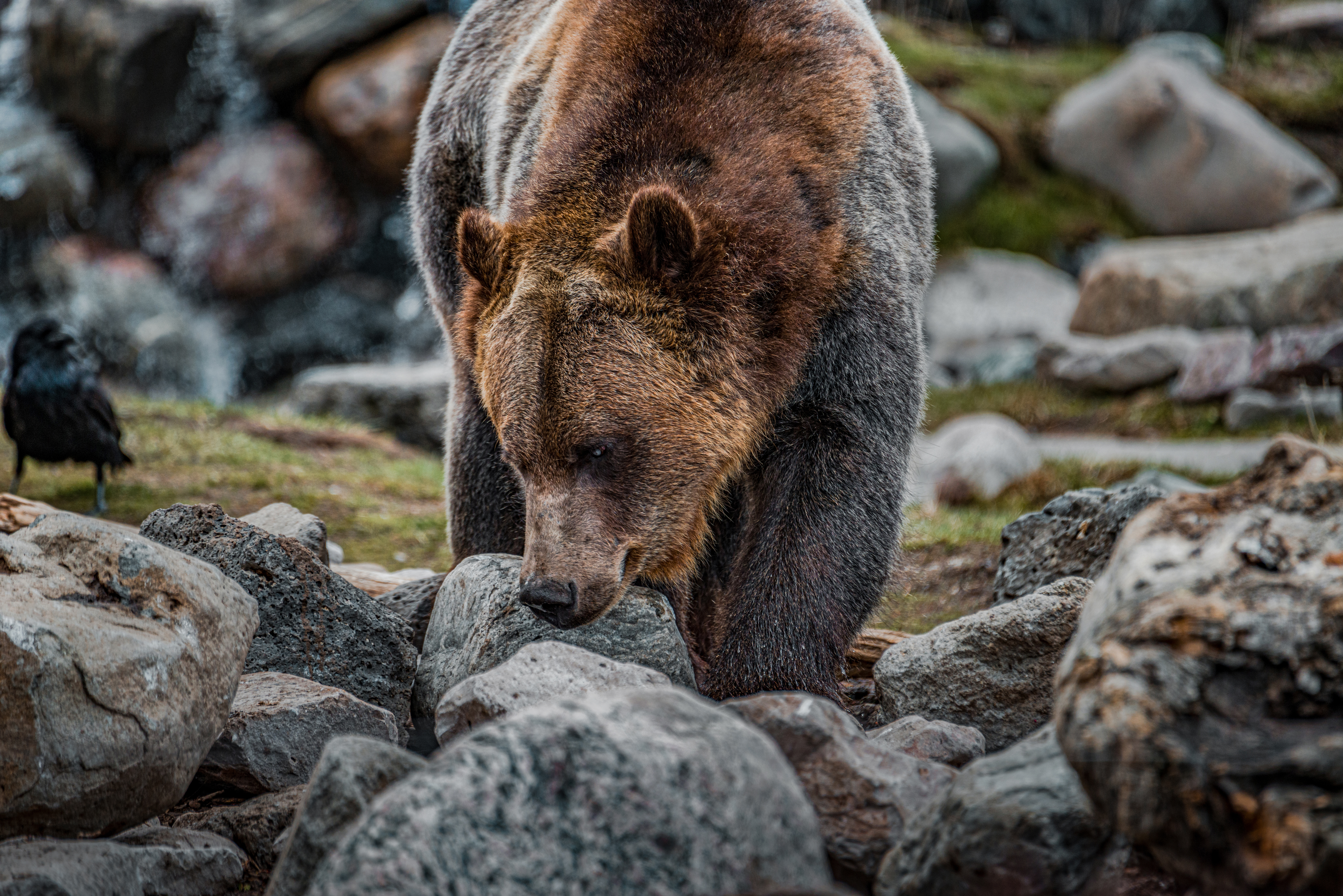 Sniffing Grizzley Bear Yellowstone by Paul Kestel