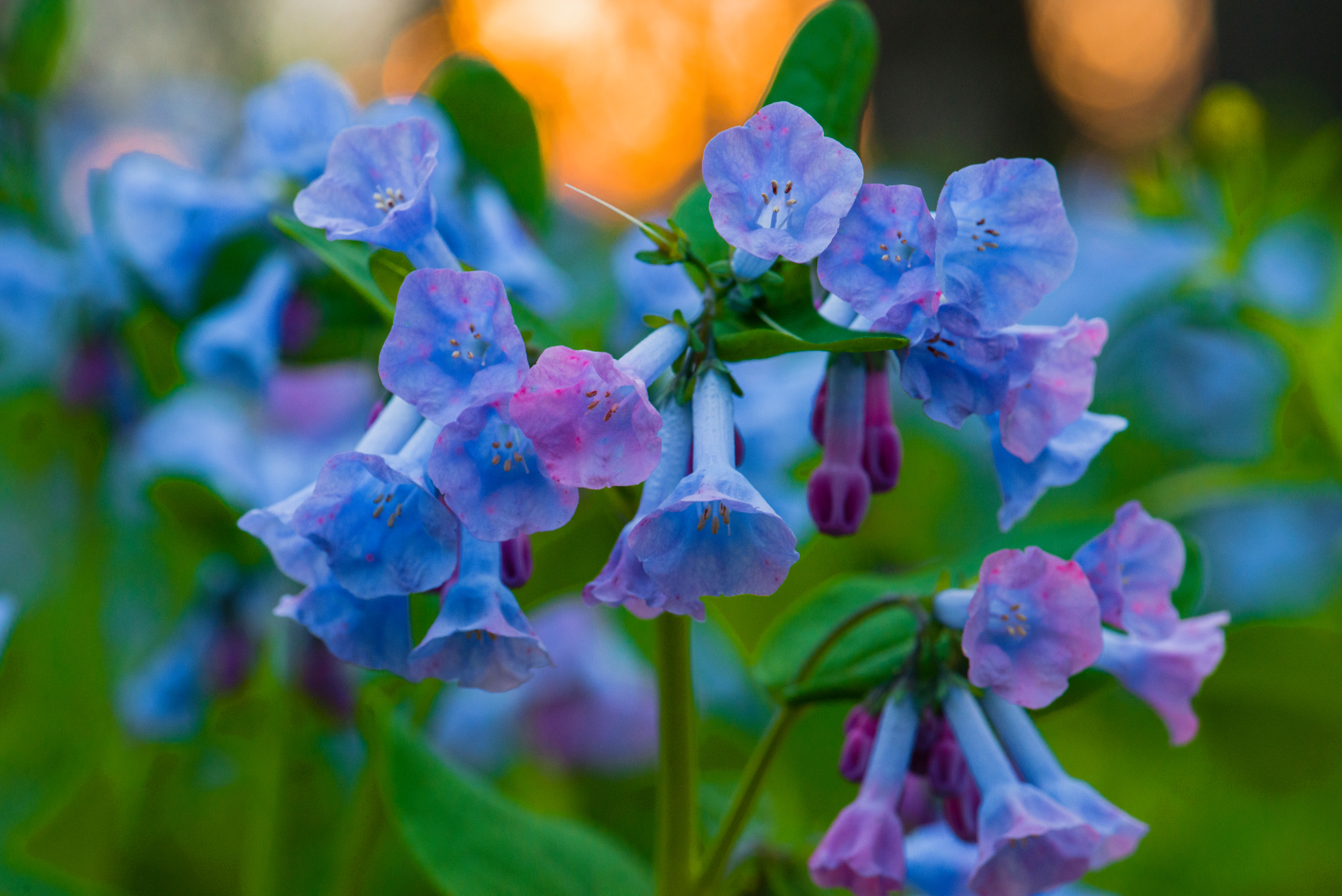 Bluebells sunset by Paul Kestel