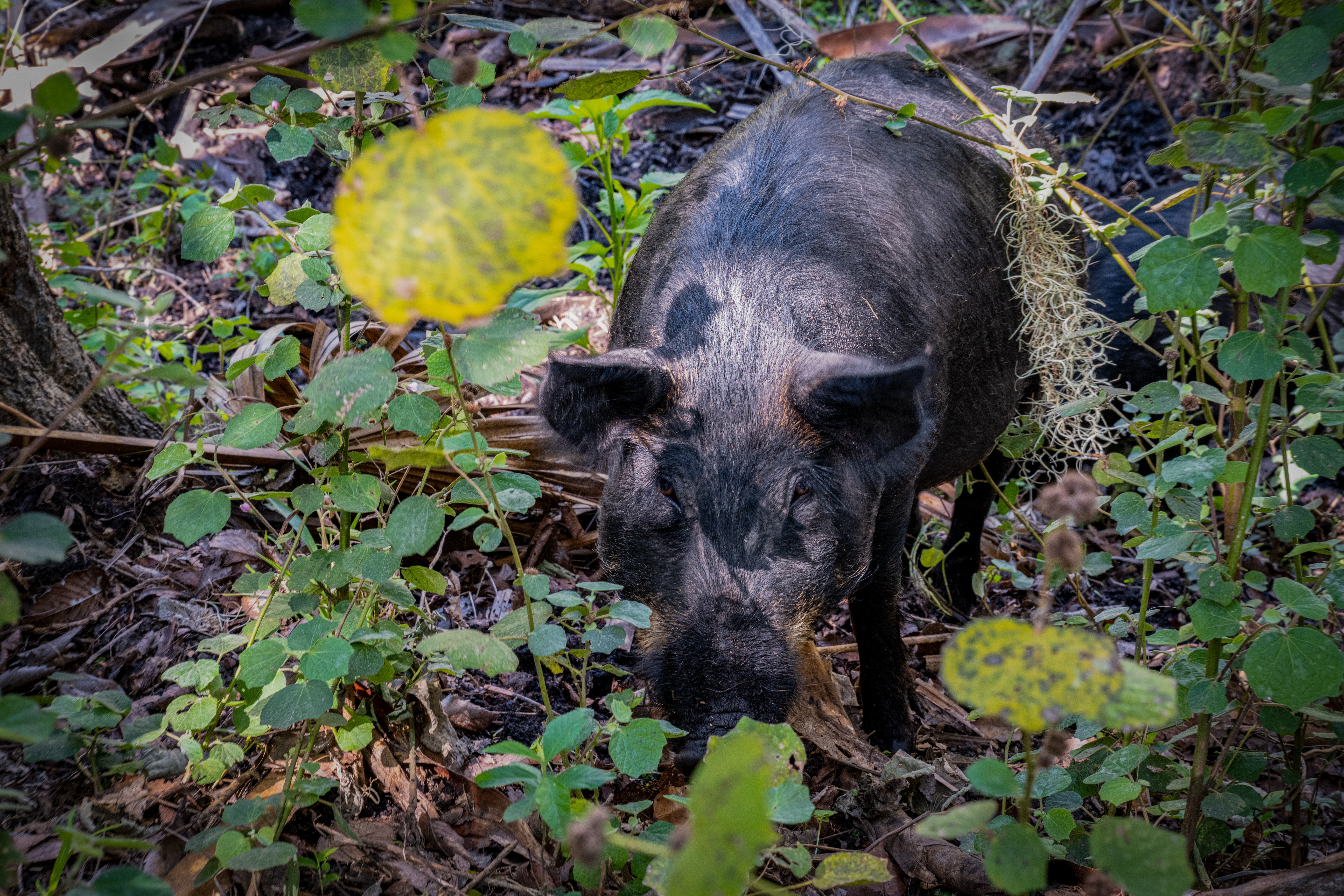 Wild Hog by Paul Kestel