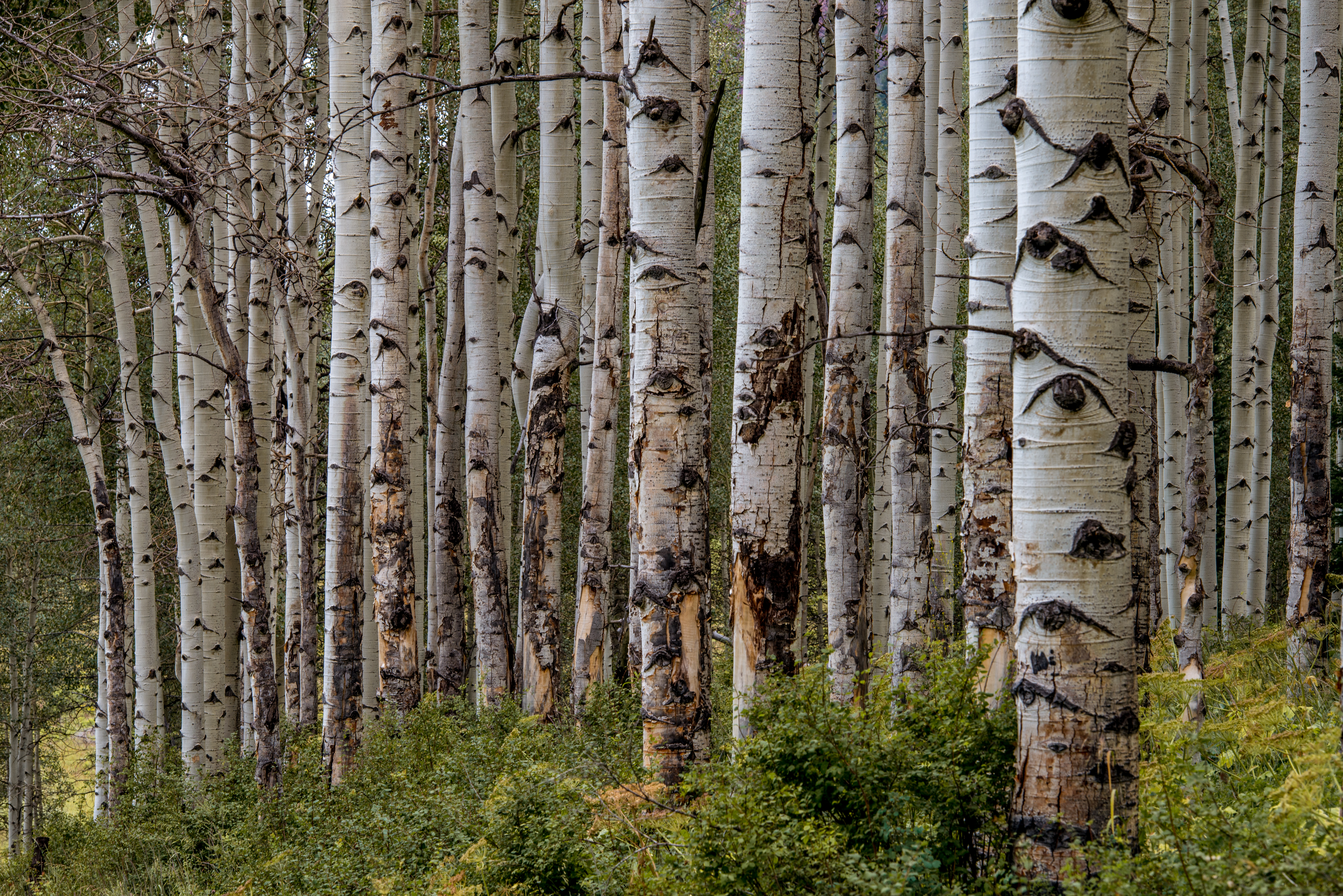 Aspen Tree Grove by Paul Kestel