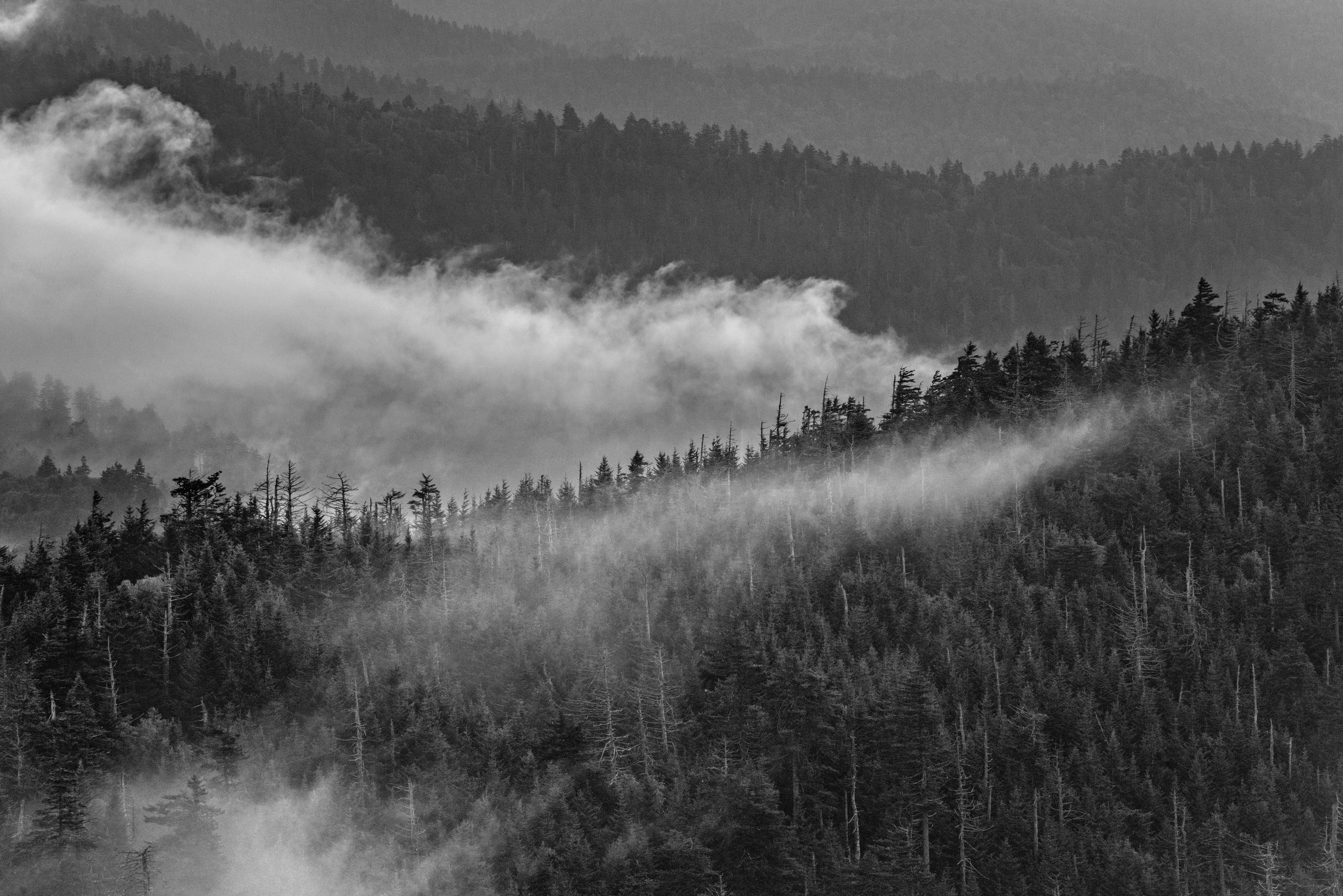 Fog Lifting B&W by Paul Kestel