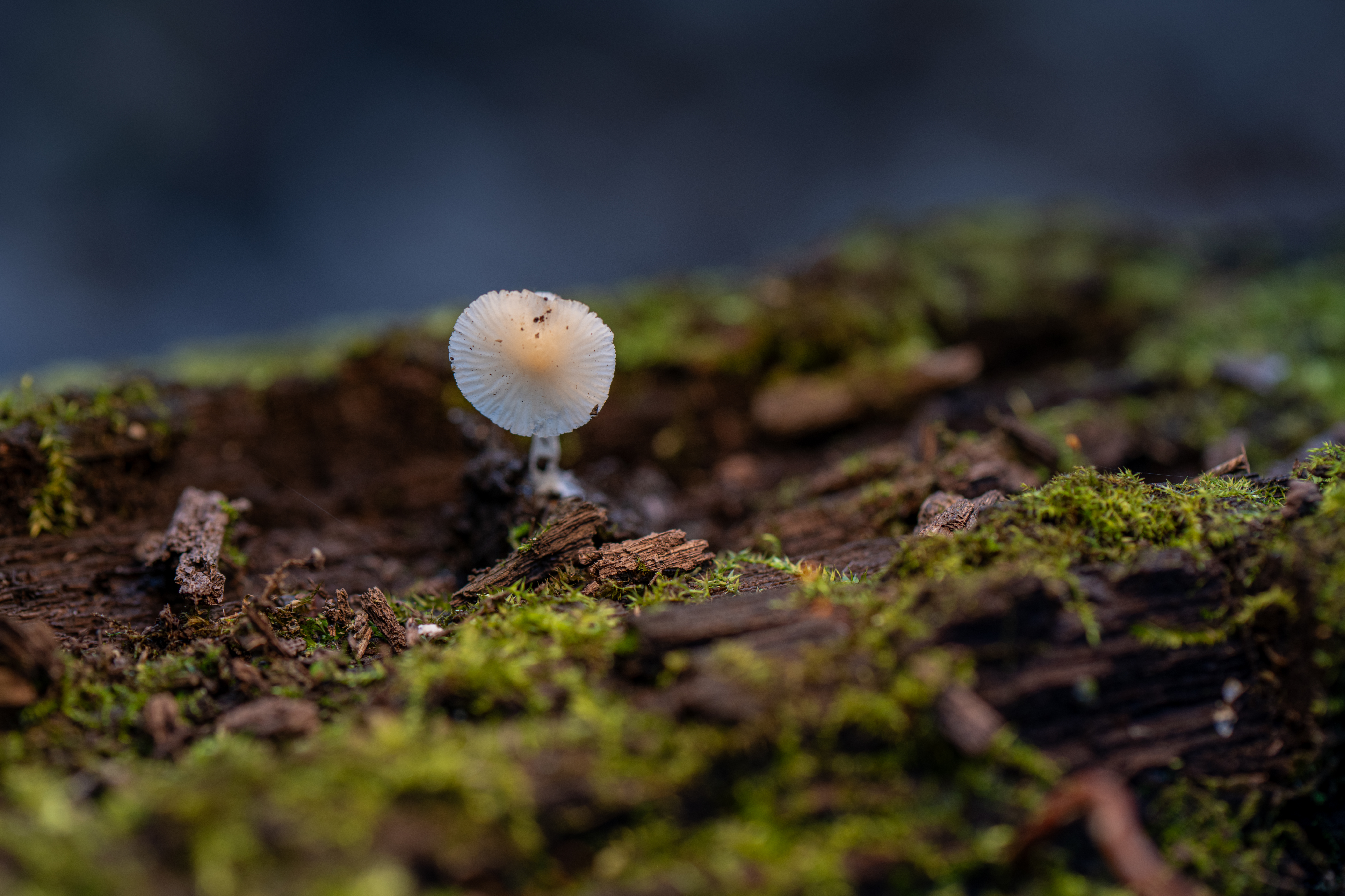 Reaching Out For The Sun by Paul Kestel