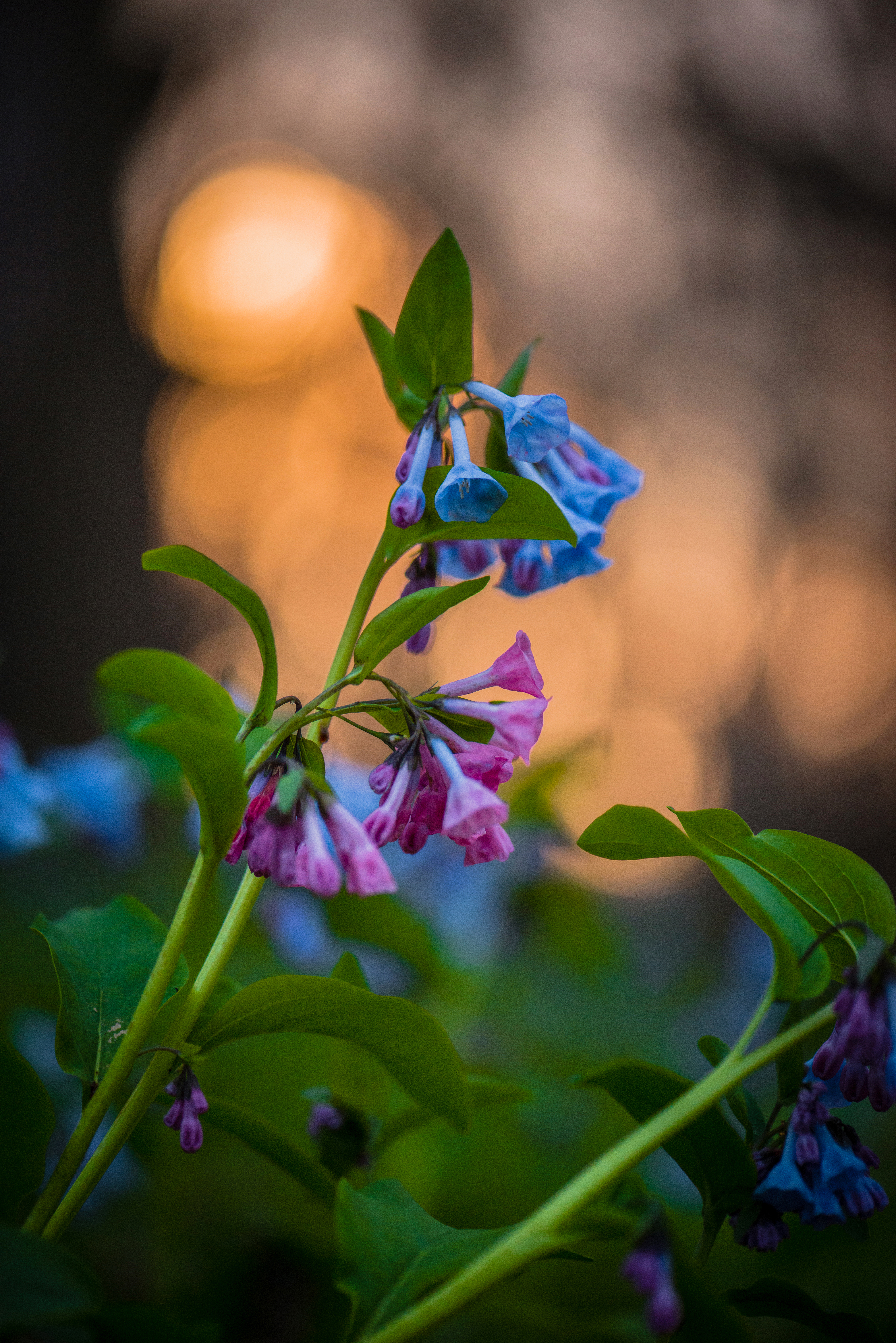 Bluebells At Sunset by Paul Kestel
