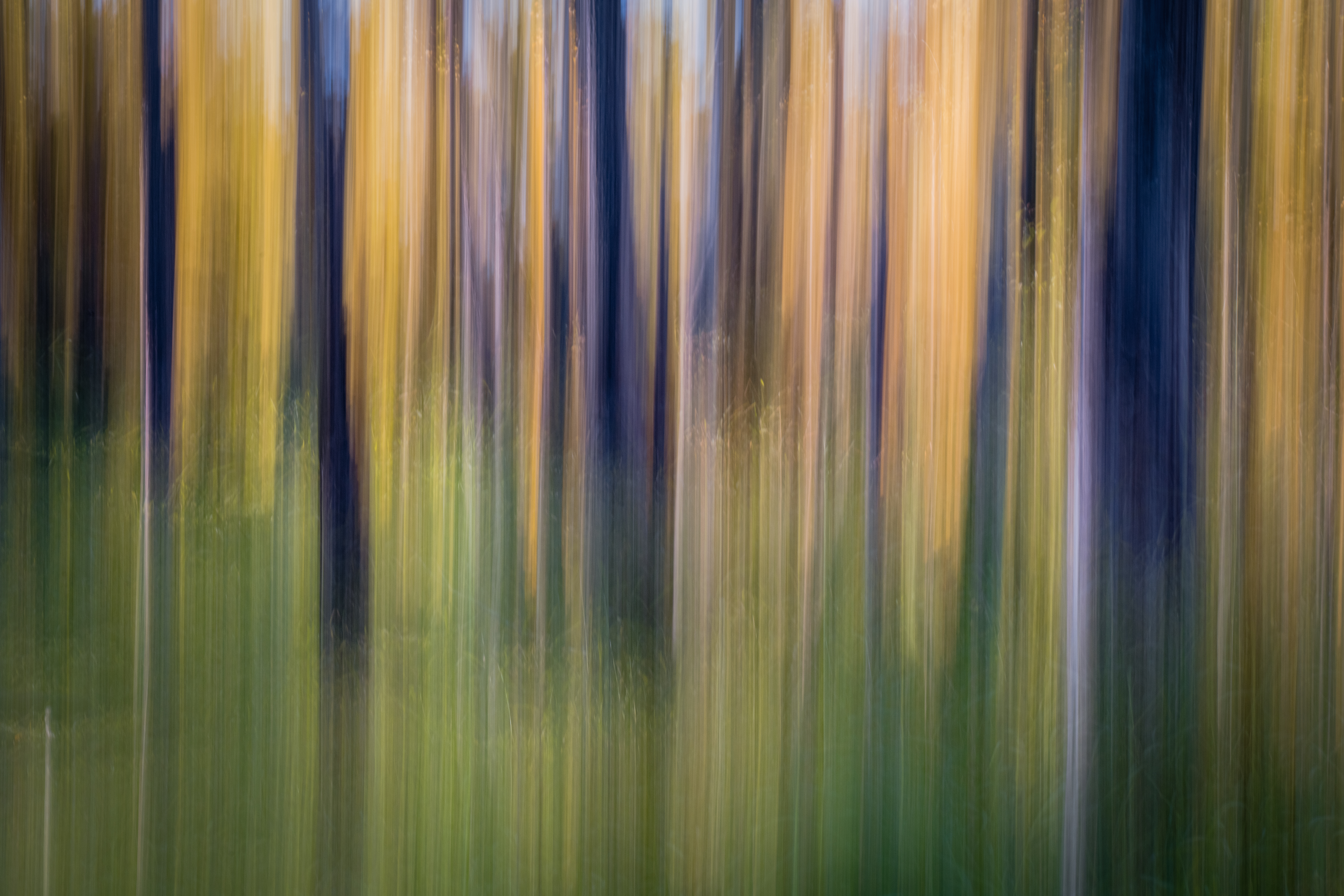 Tree Blur by Paul Kestel