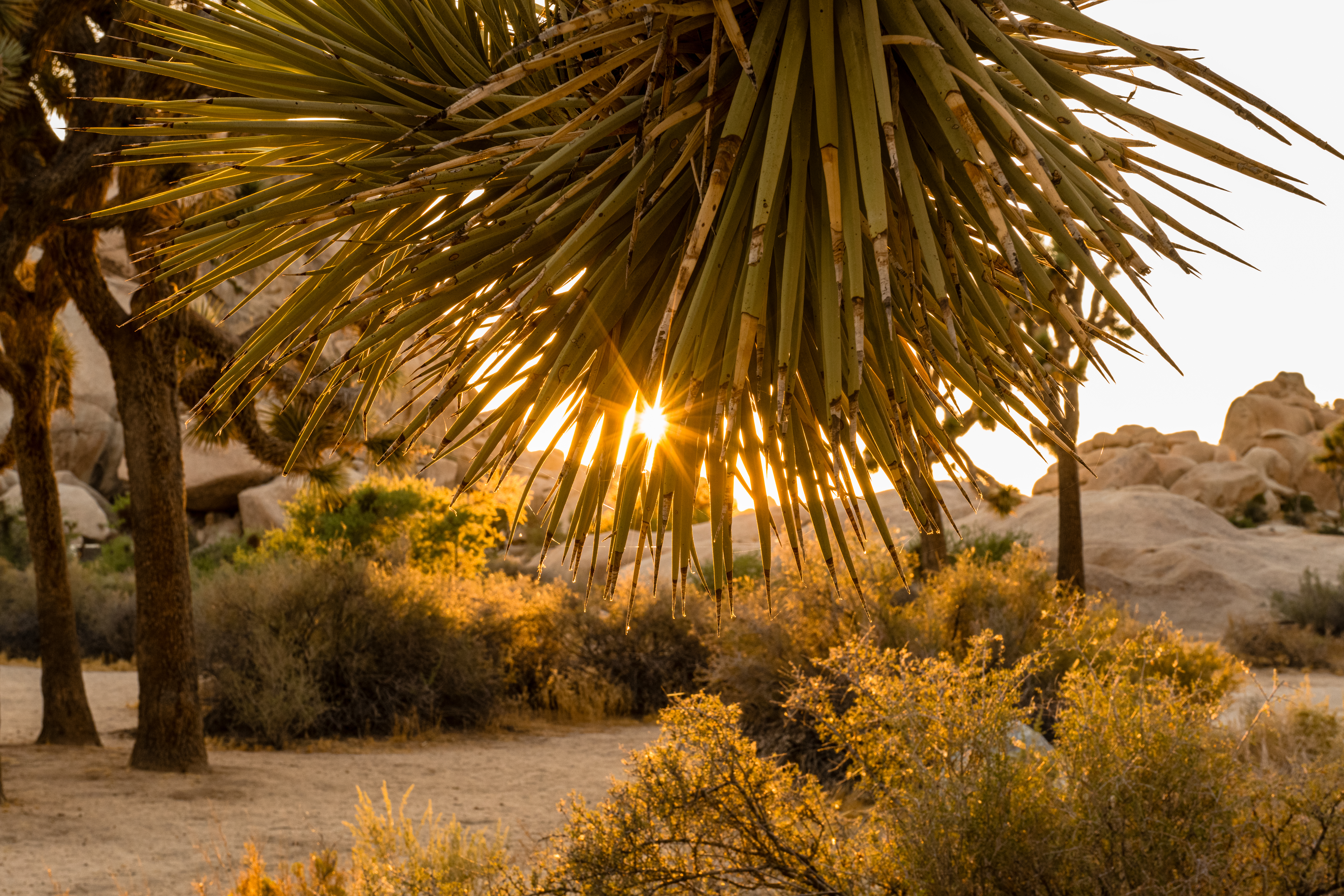 Golden Sun through Joshua Tree Leaves by Paul Kestel