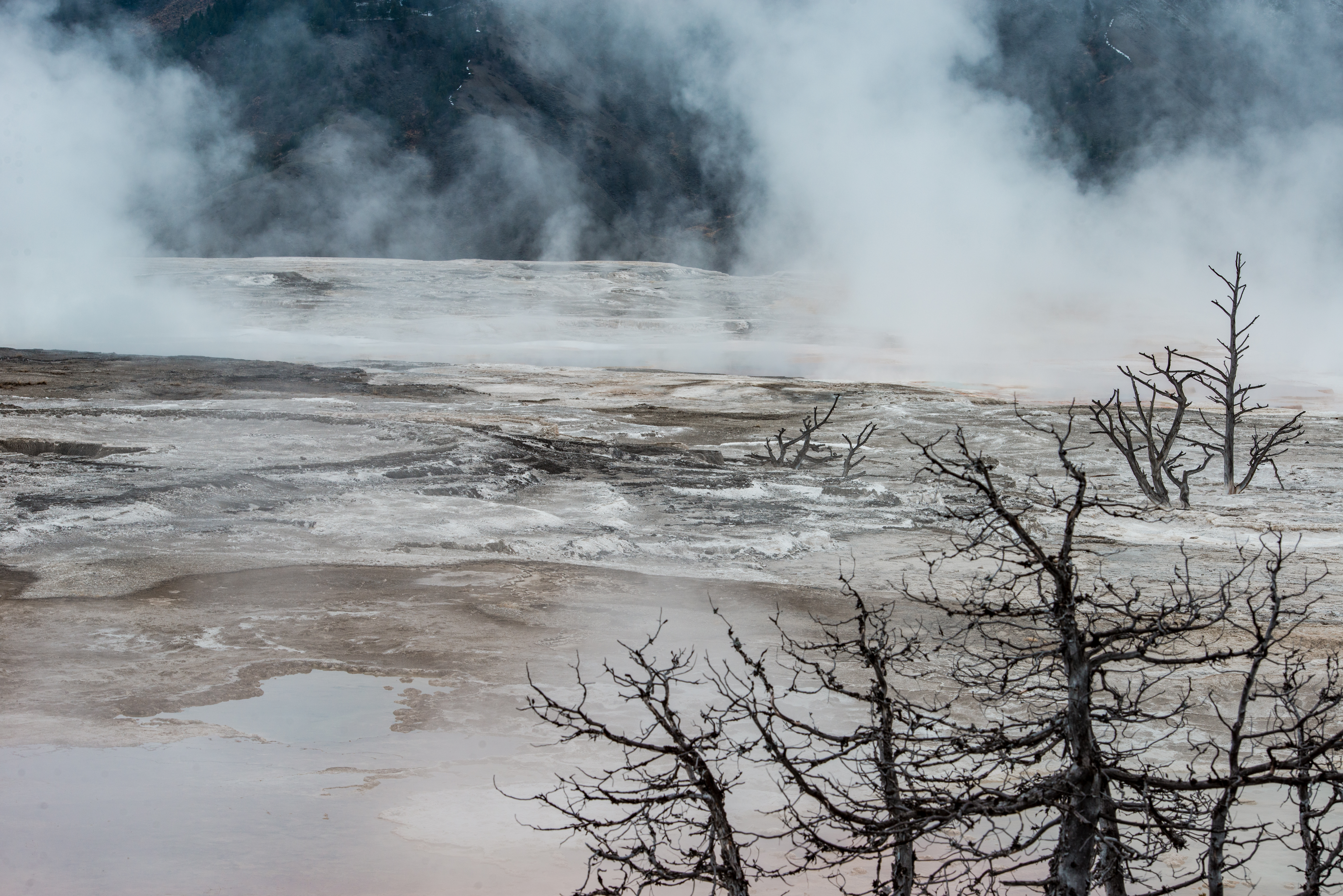 Mammon Hot Springs Steam & Trees Yellowstone National Park by Paul Kestel
