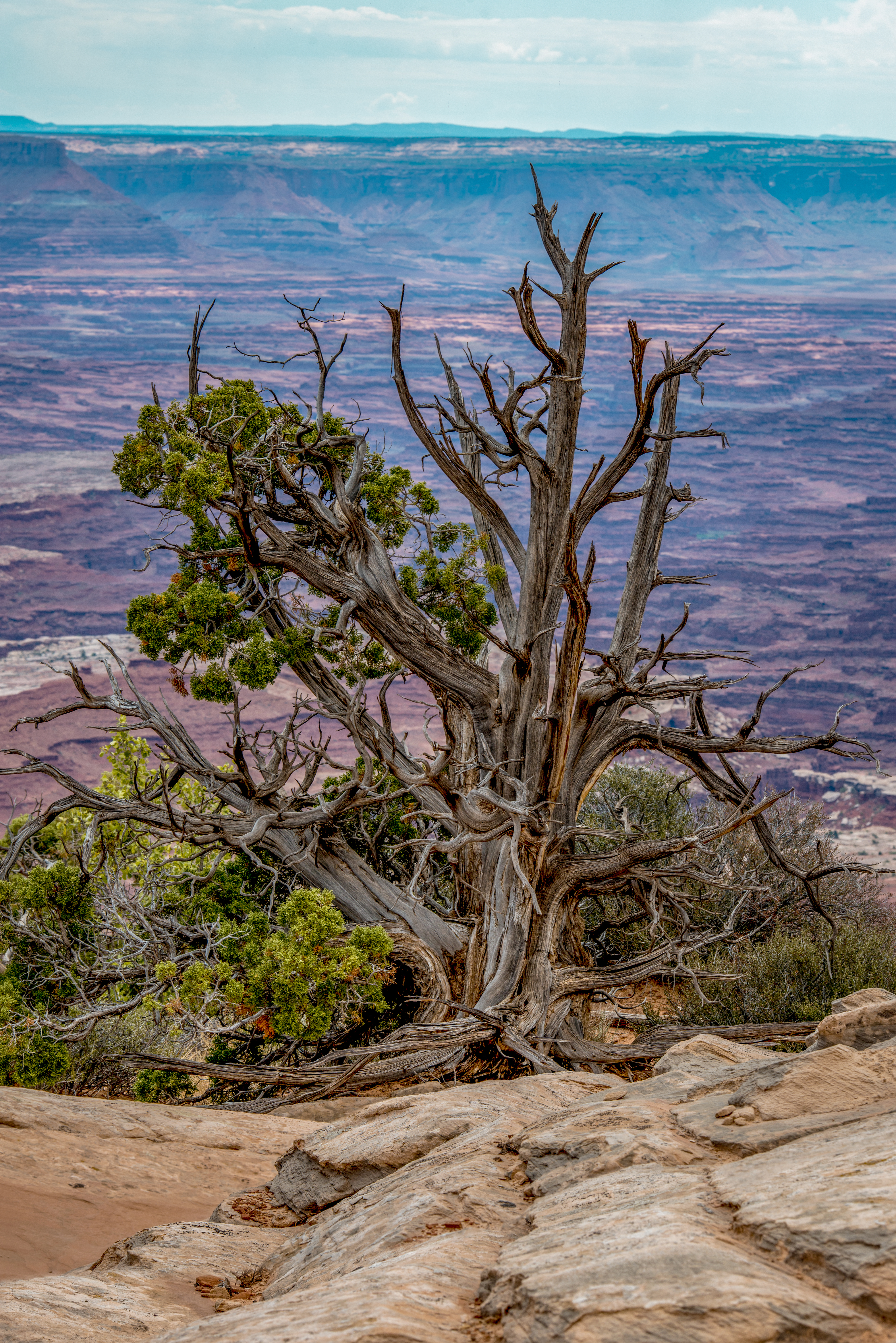Old Juniper by Paul Kestel