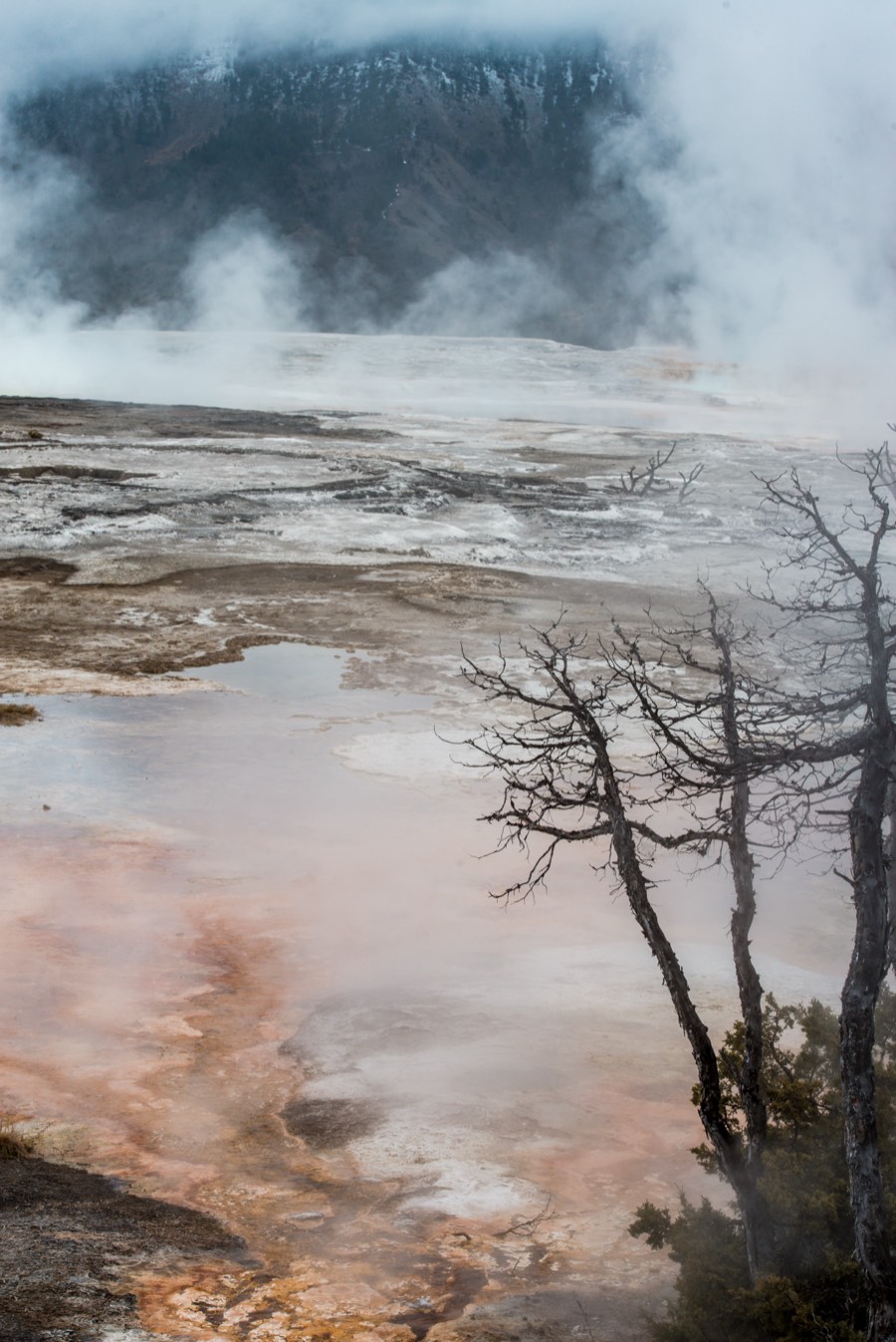 Mammoth Hot Springs Reflection Yellowstone National Park by Paul Kestel