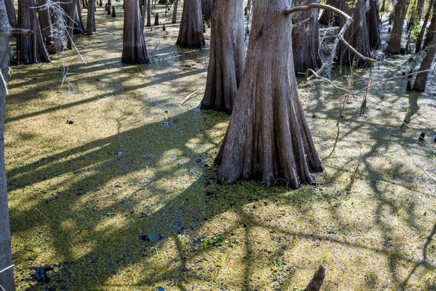 Black Bear Wilderness Area Cypress Tree by Paul Kestel