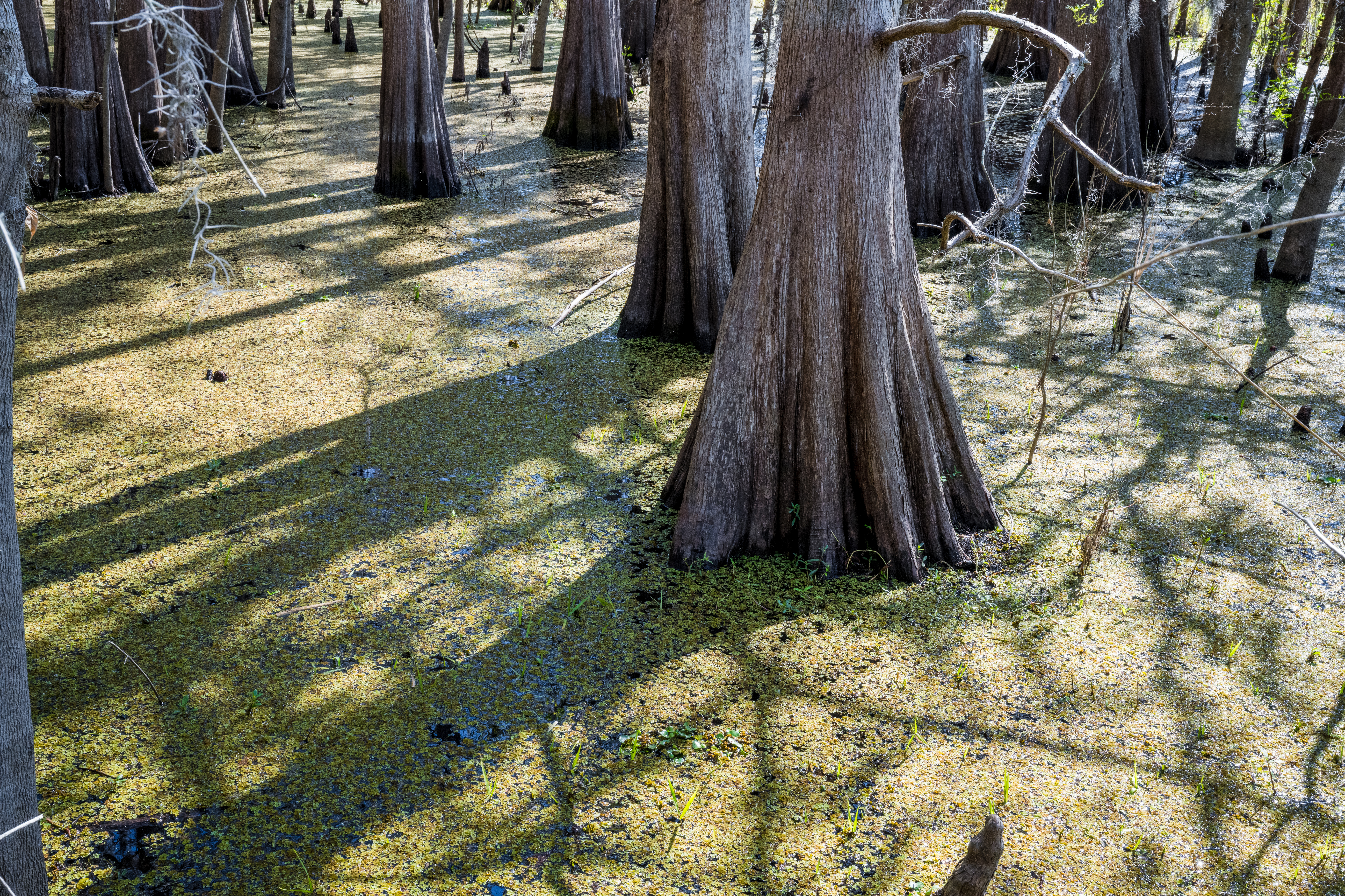 Black Bear Wilderness Area Cypress Tree by Paul Kestel