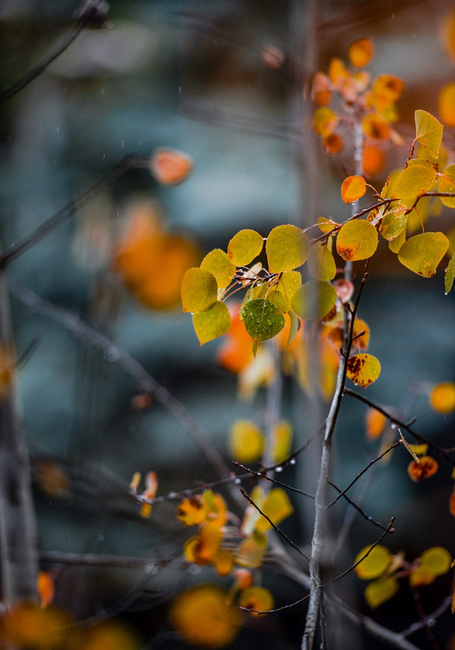 Aspen Leaves in the Rain by Paul Kestel