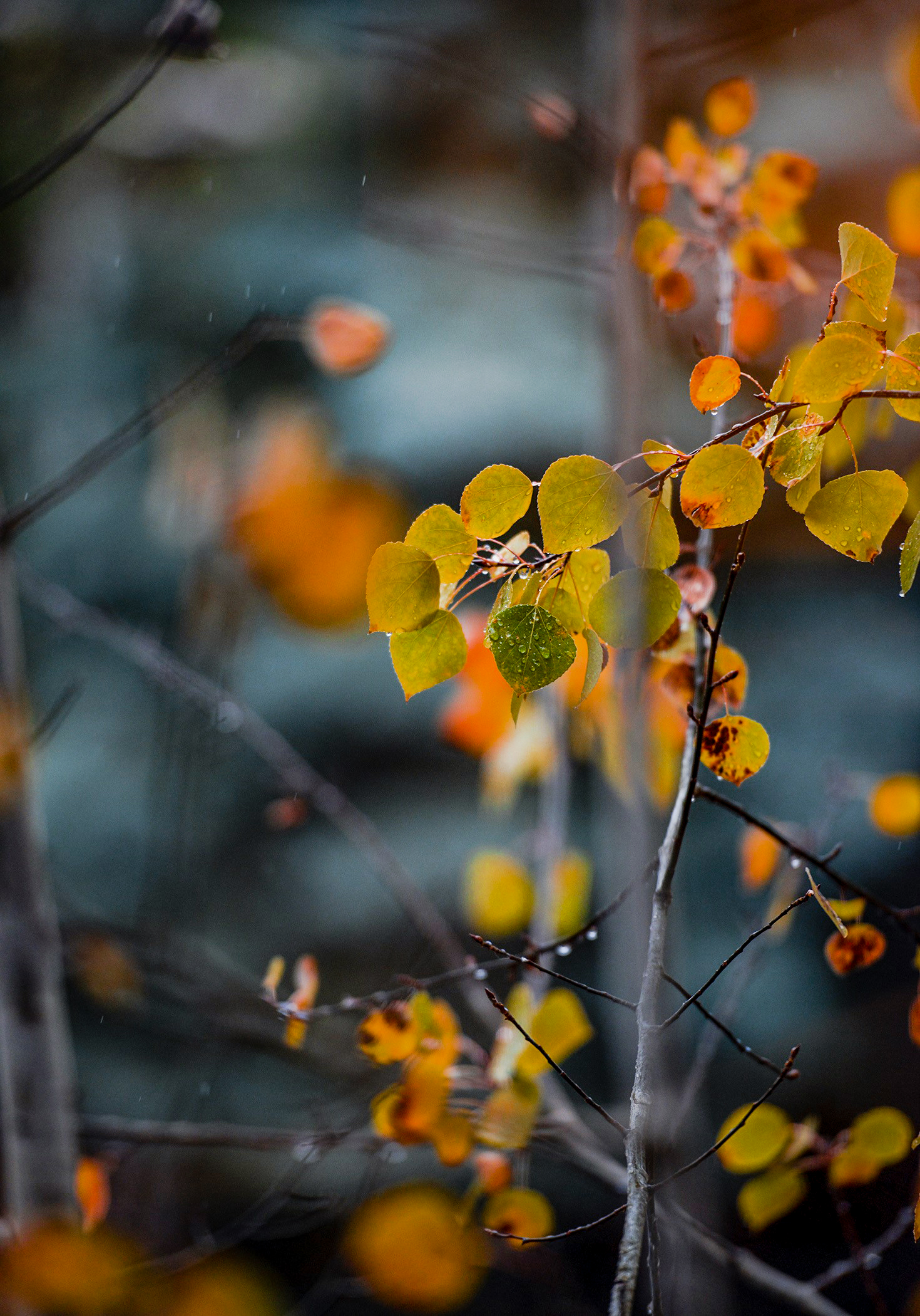 Aspen Leaves in the Rain by Paul Kestel