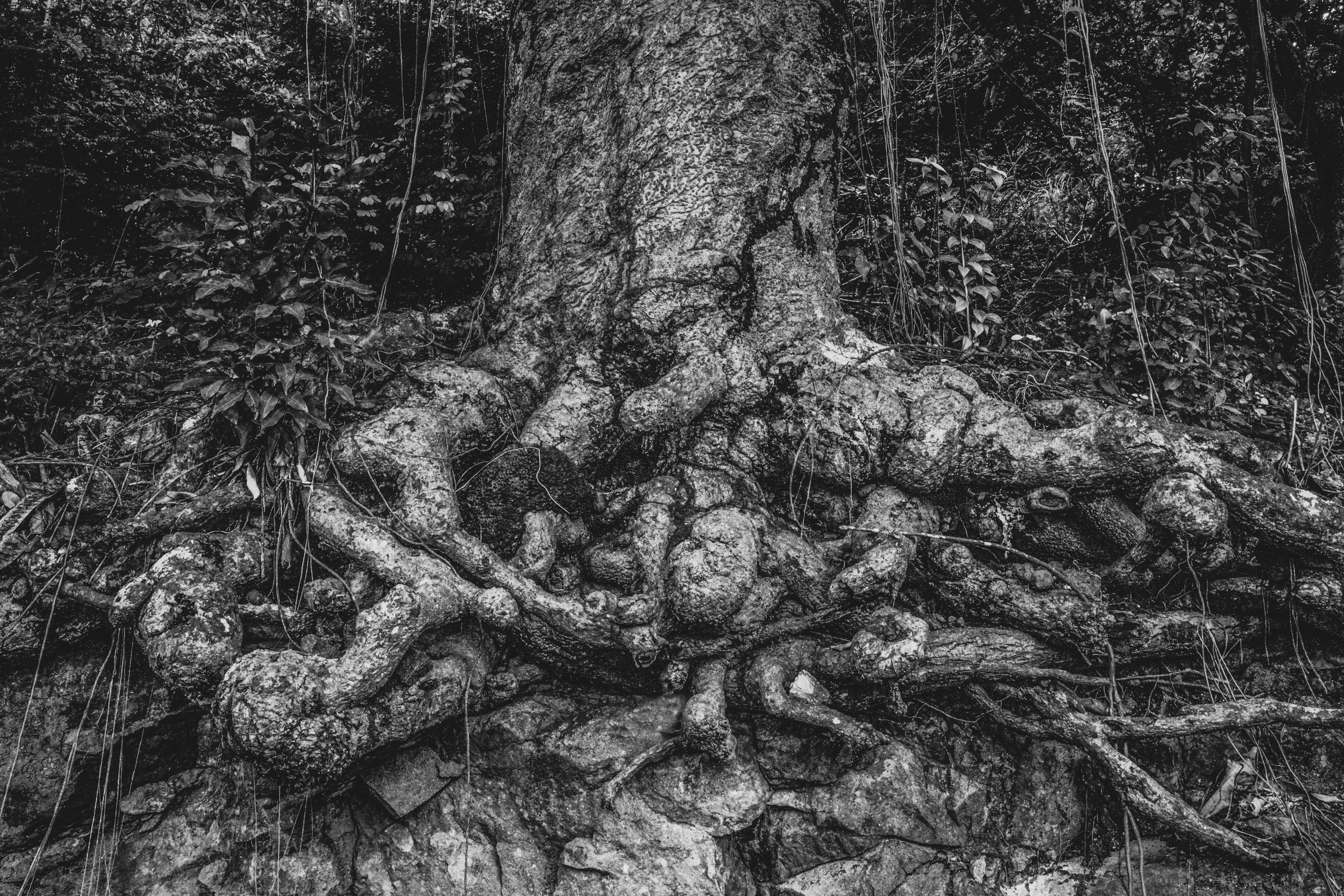 Roots B&W by Paul Kestel