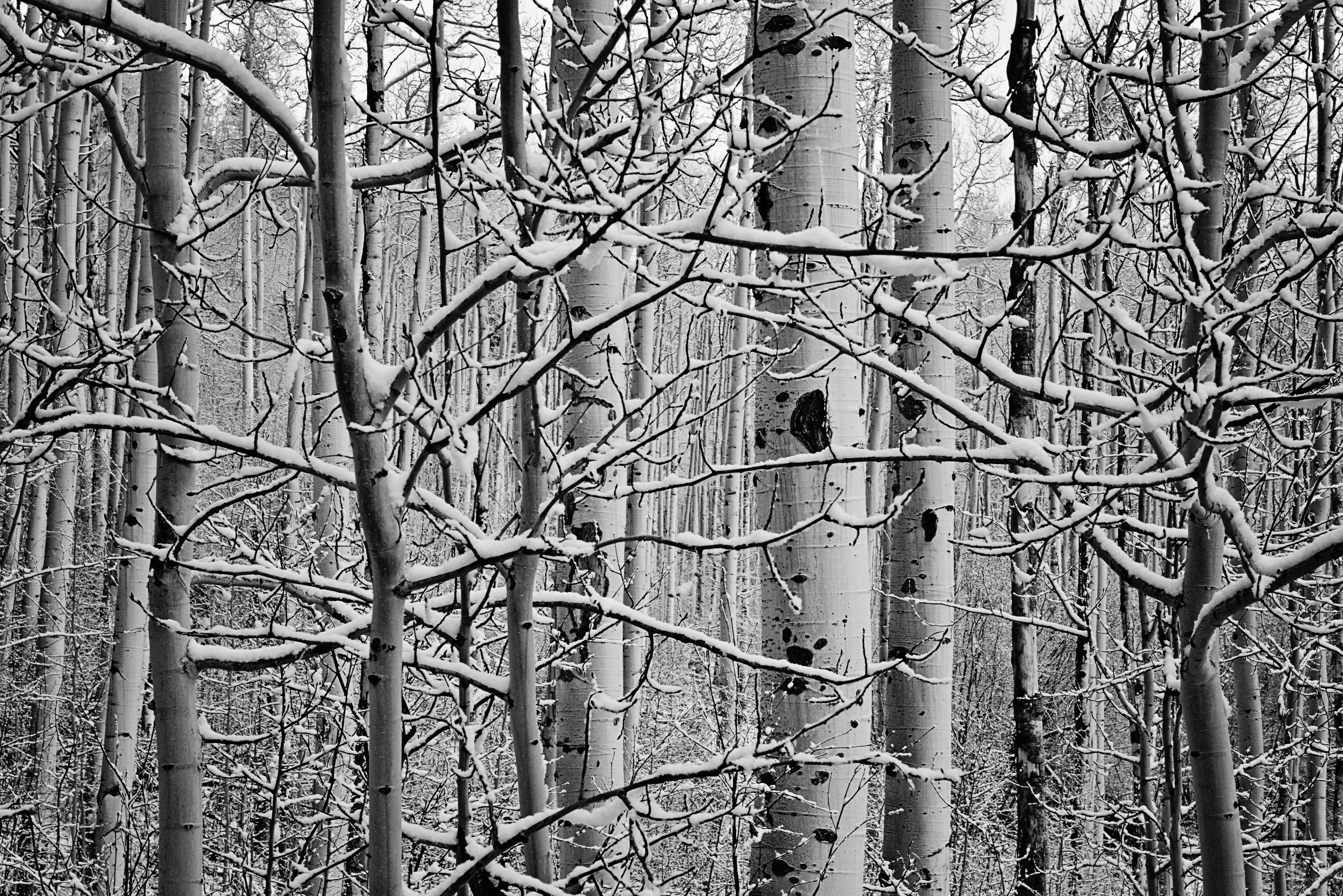 Snow Covered Aspen Trees B&W by Paul Kestel