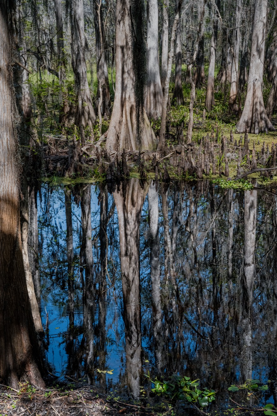 Cypress Reflections by Paul Kestel