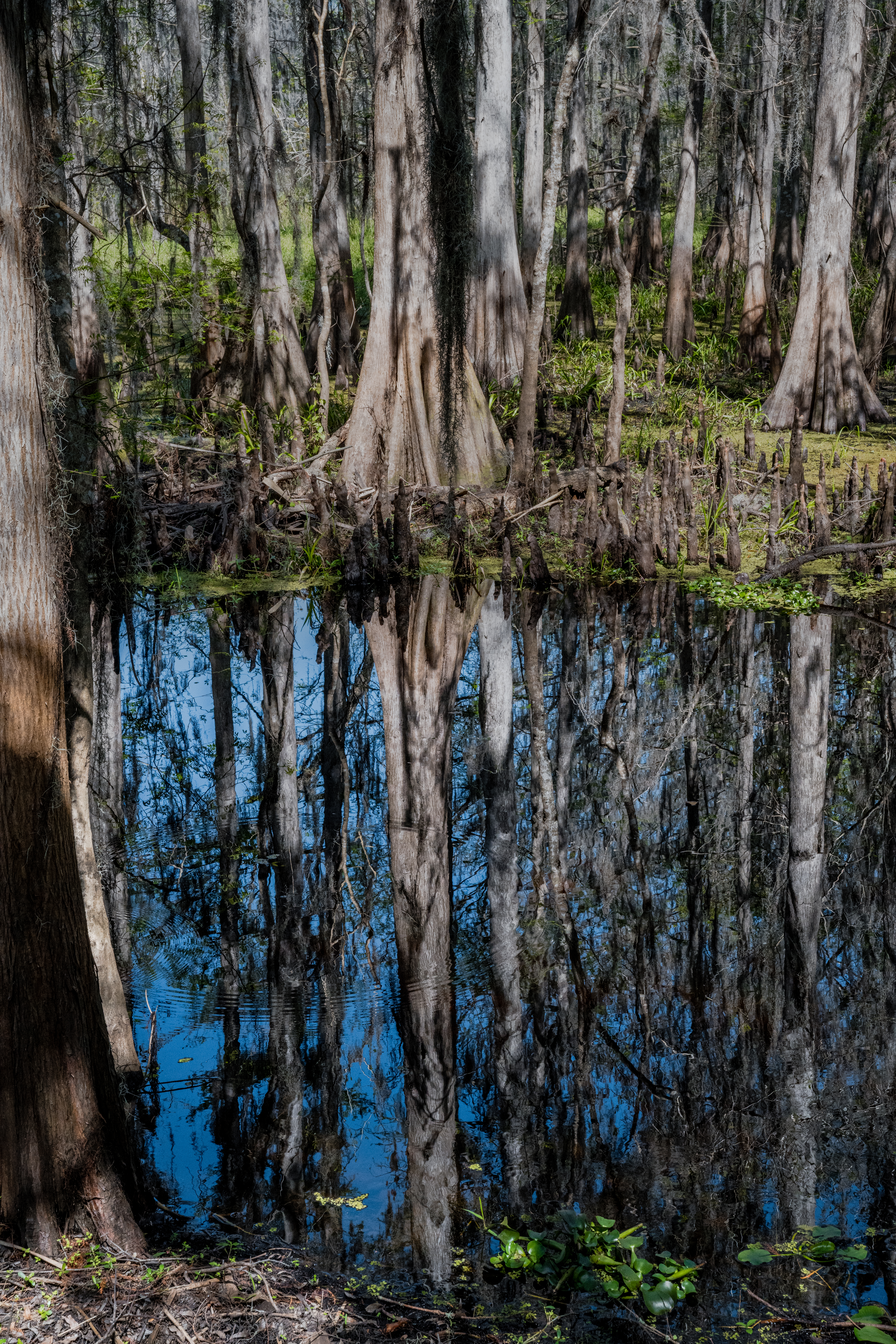 Cypress Reflections by Paul Kestel