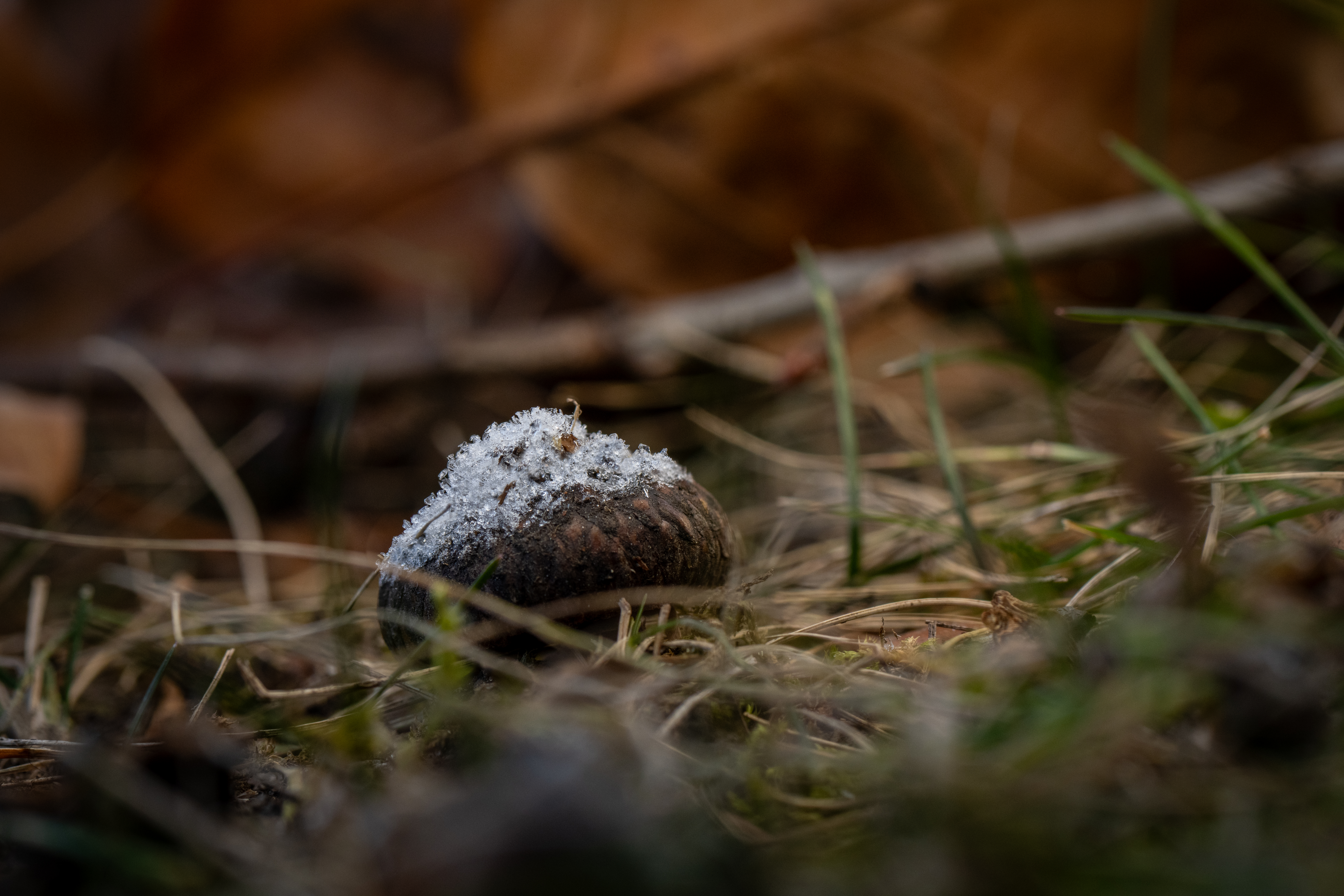 Frost Covered by Paul Kestel