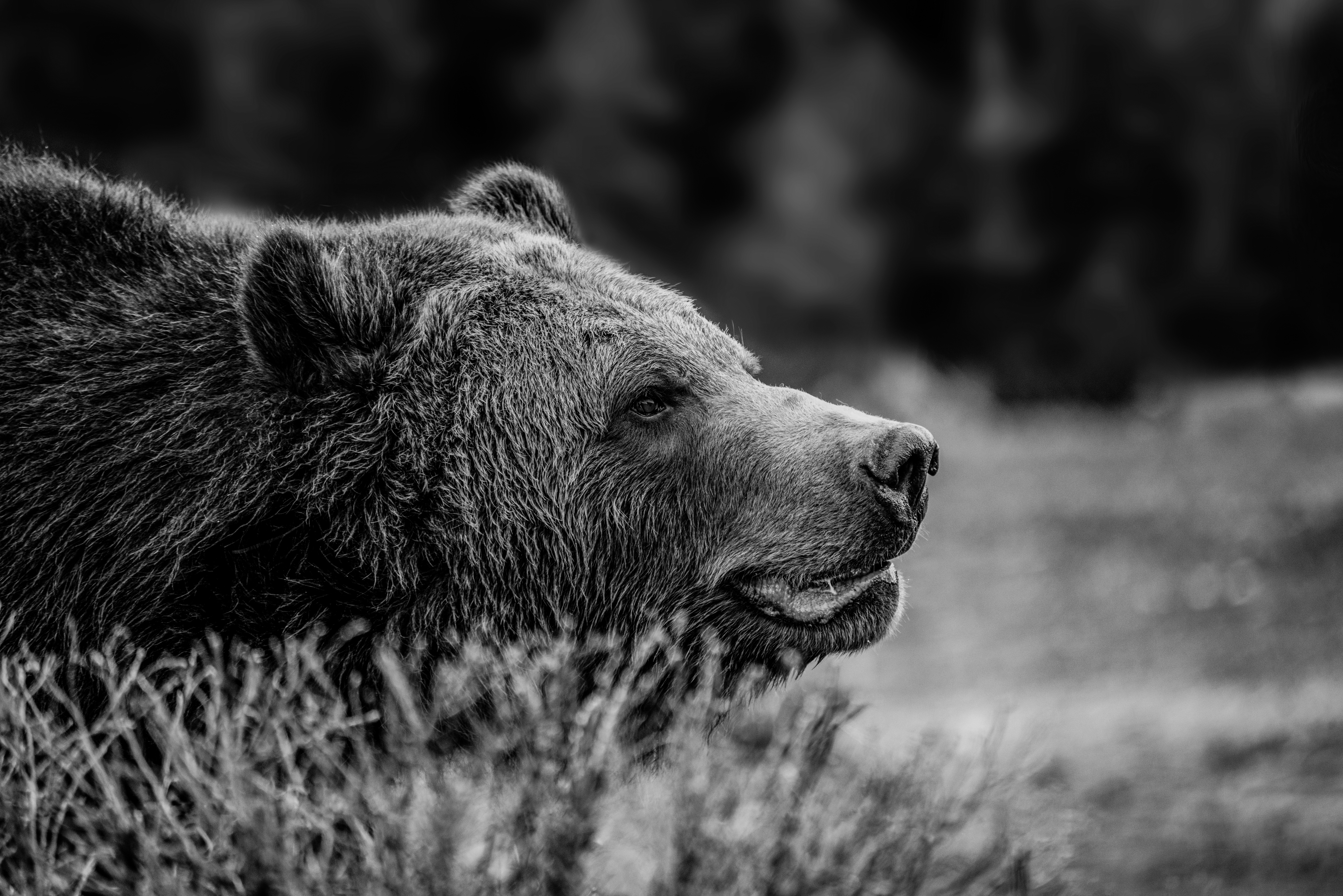 Yellowstone Grizzley B&W by Paul Kestel