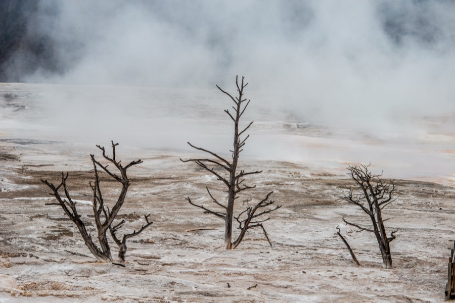 Three Trees Yellowstone National Park by Paul Kestel