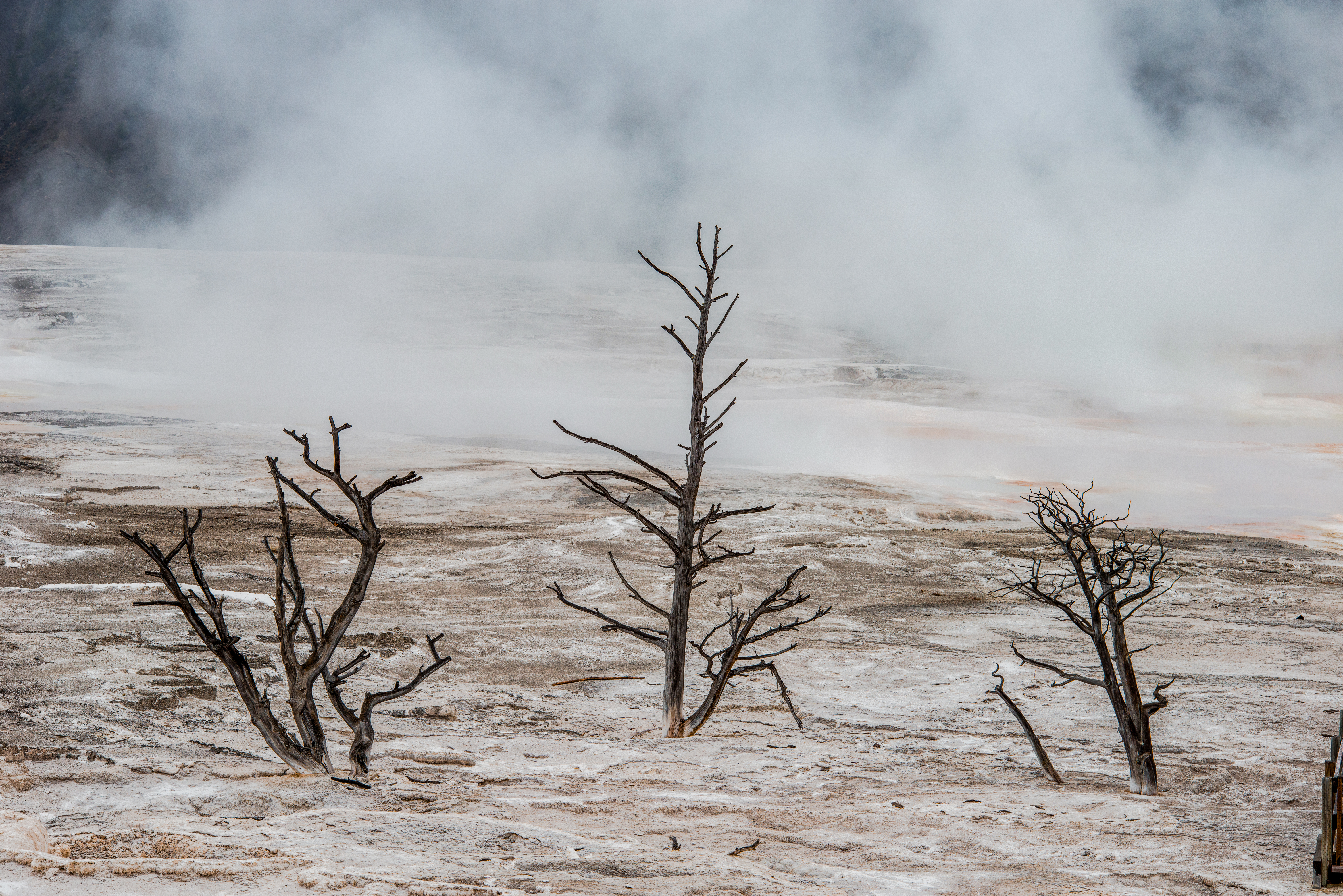 Three Trees Yellowstone National Park by Paul Kestel