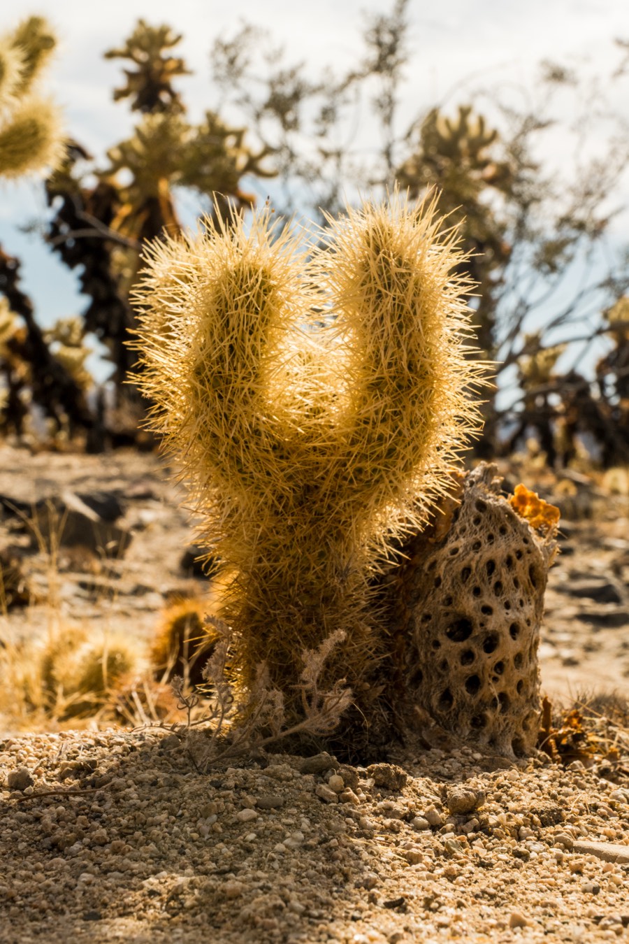 Little Cholla Cactus by Paul Kestel