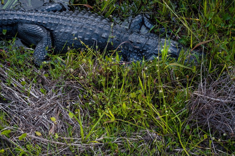 Everglades National Park Alligator Napping by Paul Kestel